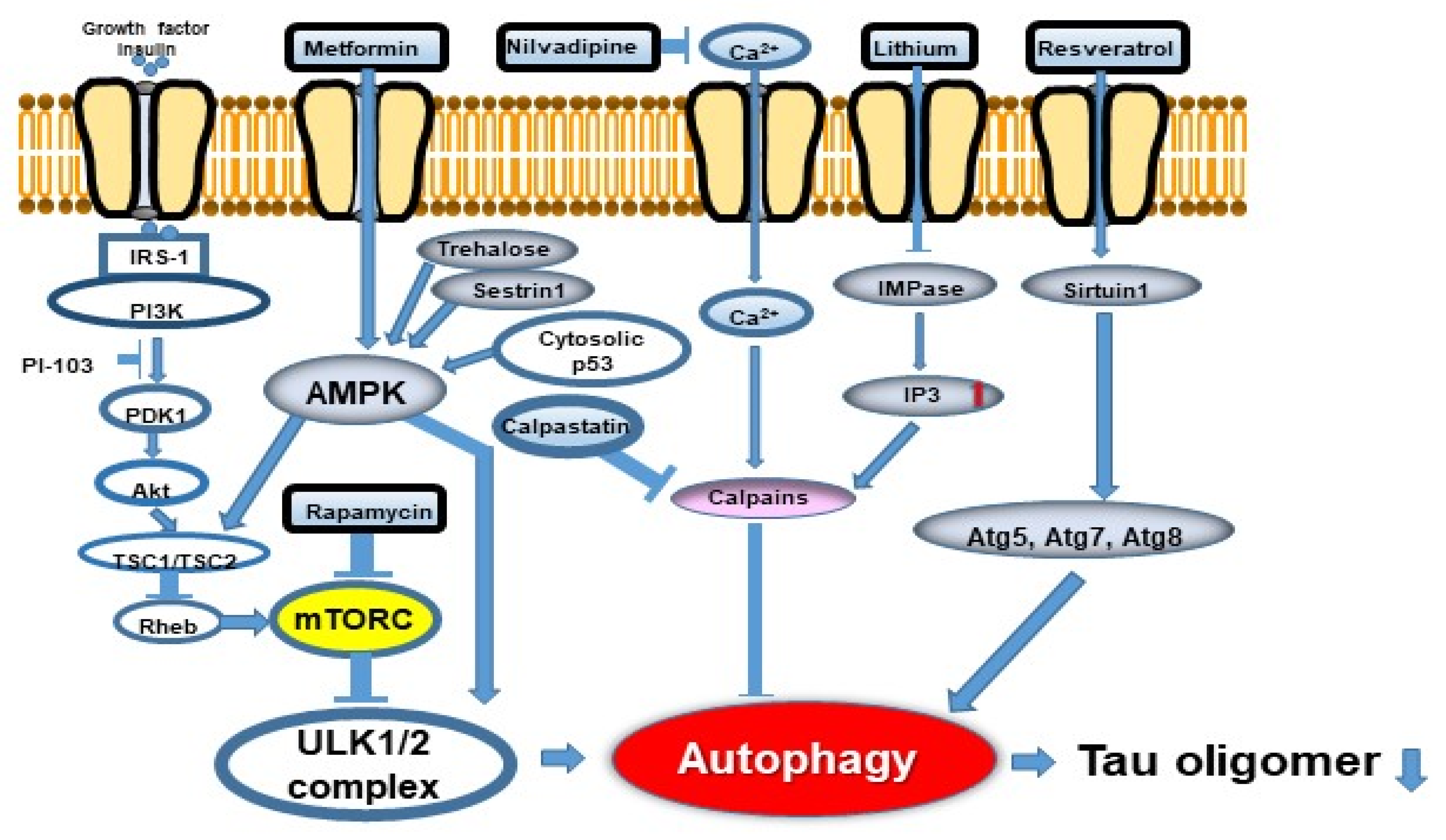 Ijms 22 07475 g005 Ijms 22 07475 g005