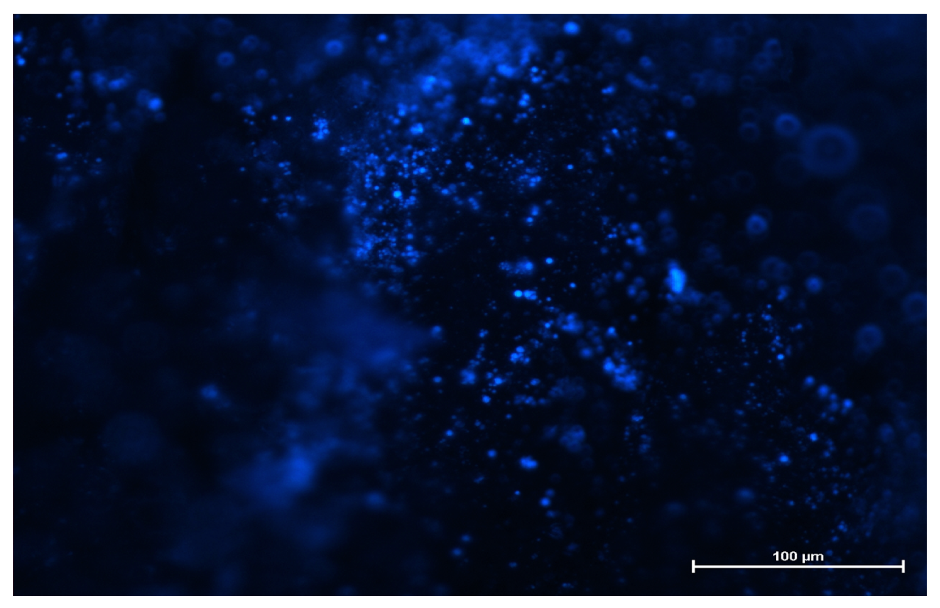 Ijms 22 07486 g006 Ijms 22 07486 g006