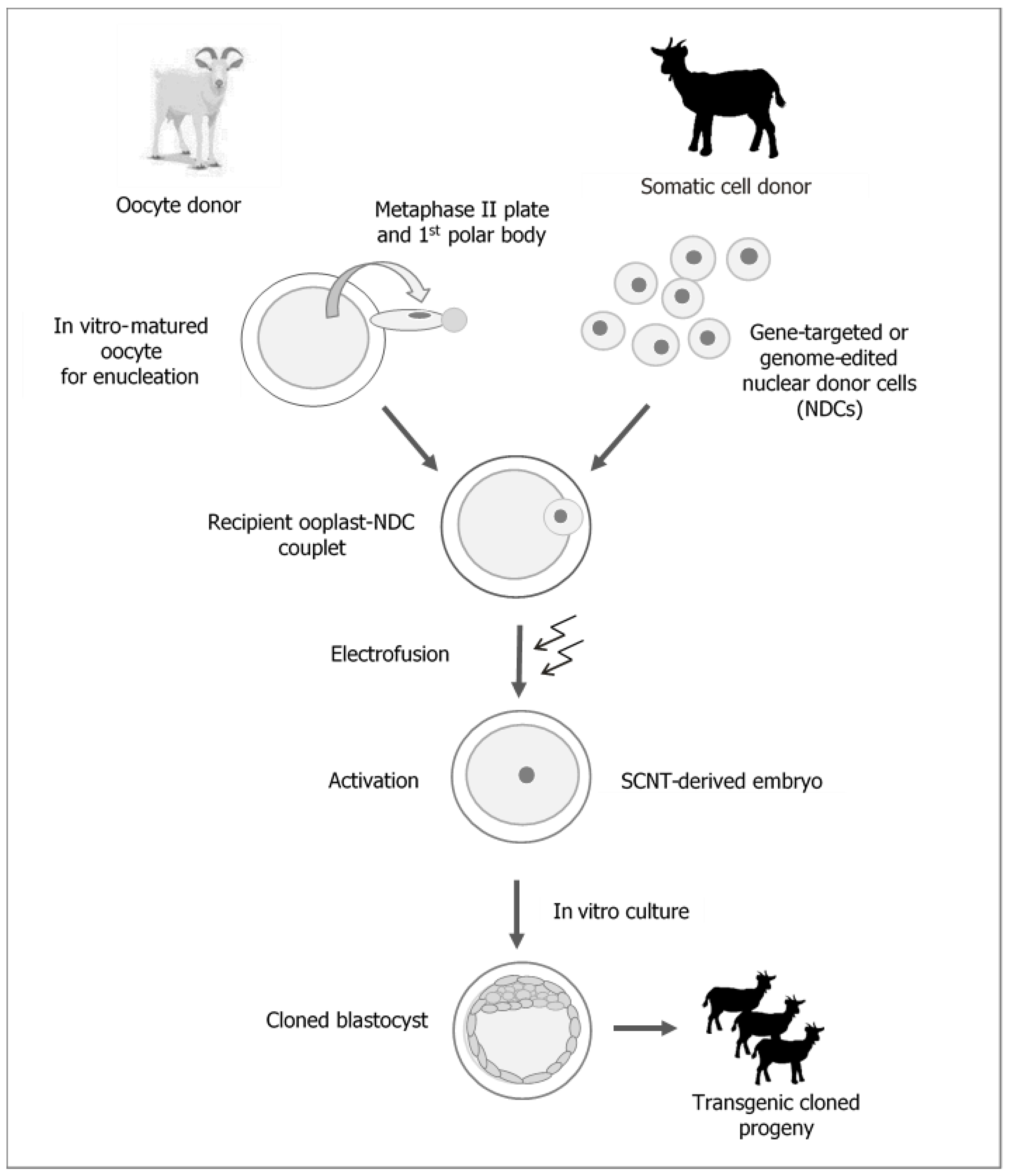 IJMS | Free Full-Text | Generating Cloned Goats by Somatic Cell Nuclear  Transfer—Molecular Determinants and Application to Transgenics and  Biomedicine