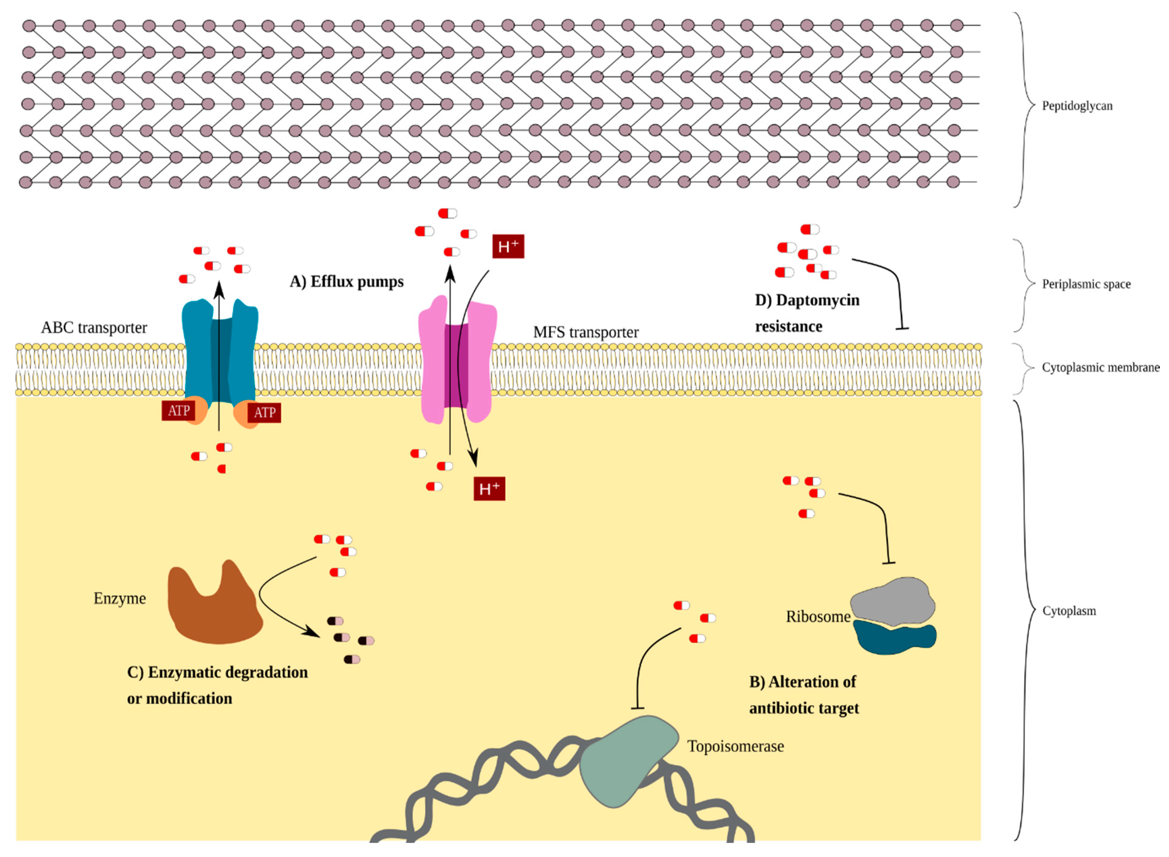 Ijms Free Full Text Treat Me Well Or Will Resist Uptake Of Mobile Genetic Elements Determine The Resistome Of Corynebacterium Striatum Html