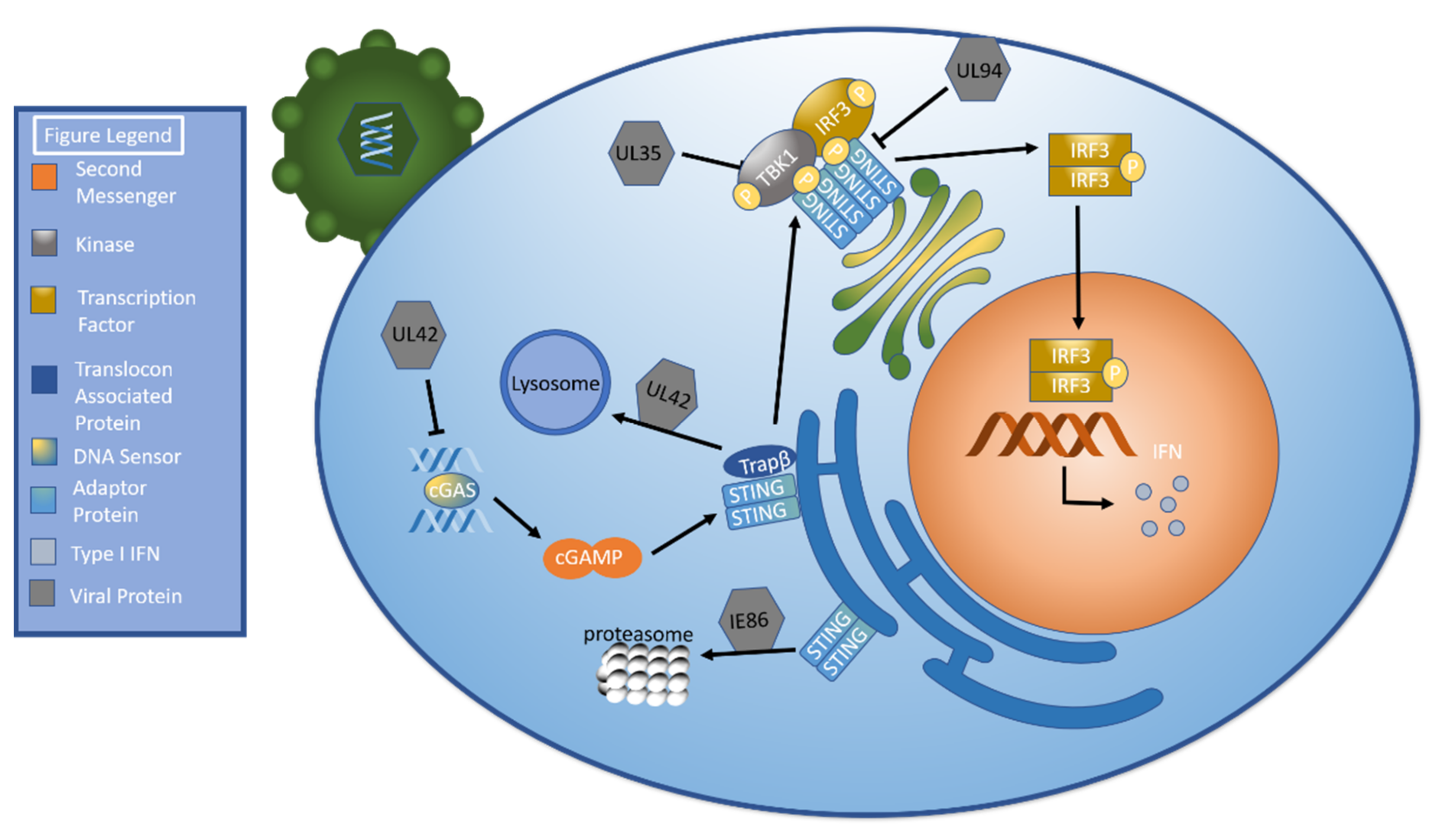 Ijms 22 07503 g002 Ijms 22 07503 g002