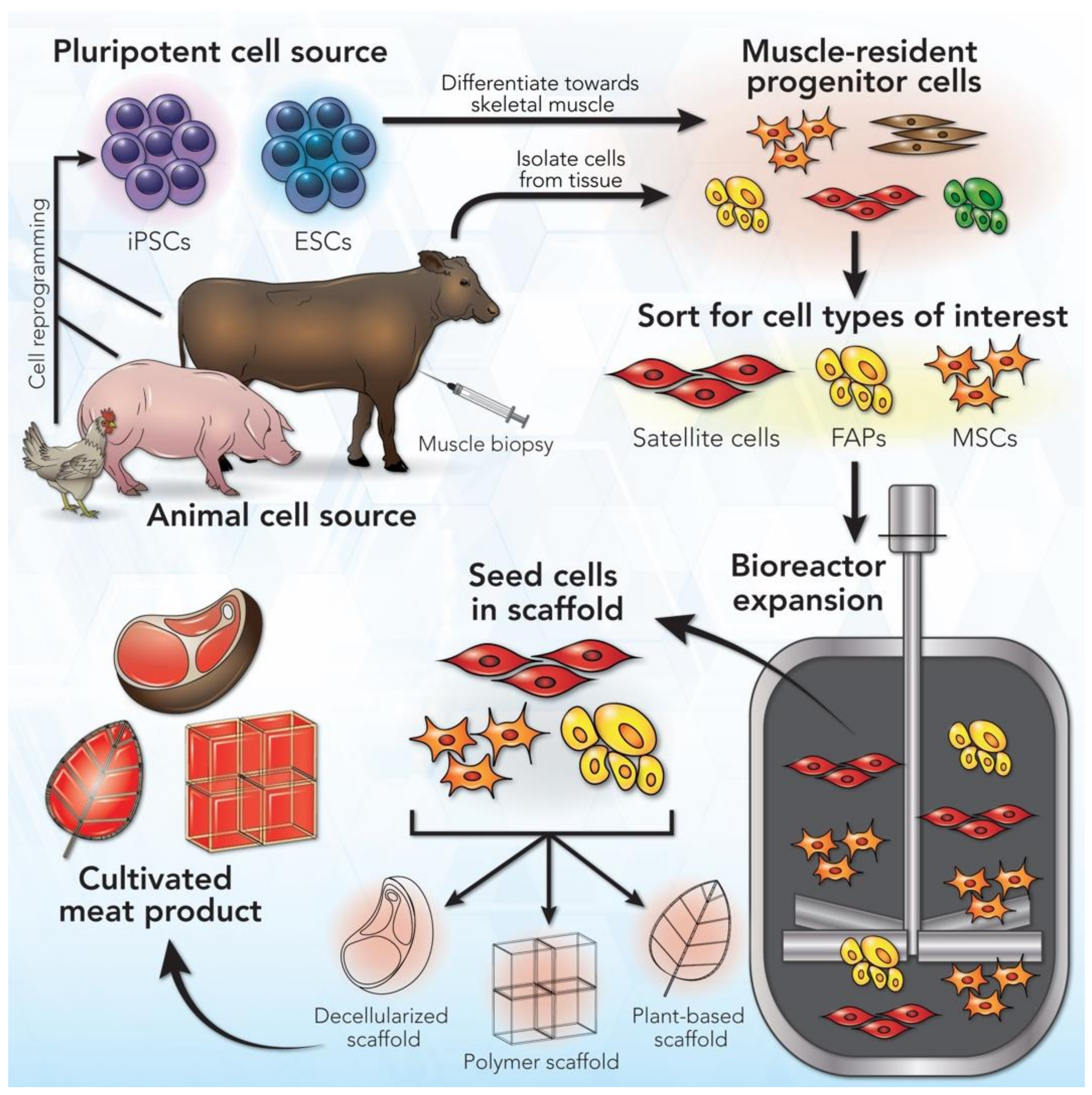 IJMS | Free Full-Text | Cell Sources for Cultivated Meat: Applications and Considerations throughout the Production Workflow IJMS | Free Full-Text | Cell Sources for Cultivated Meat: Applications and Considerations throughout the Production Workflow