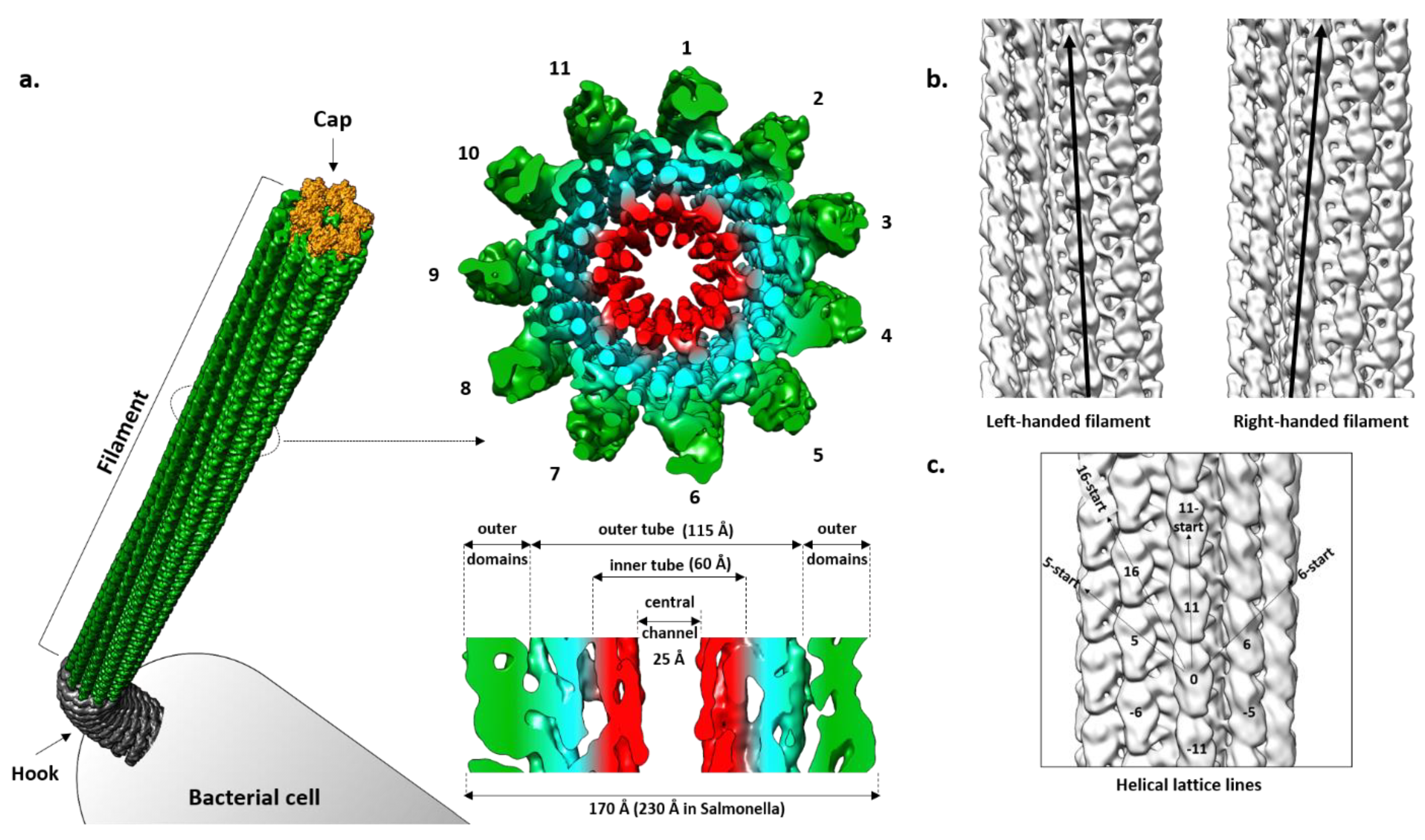 Ijms 22 07521 g002 Ijms 22 07521 g002