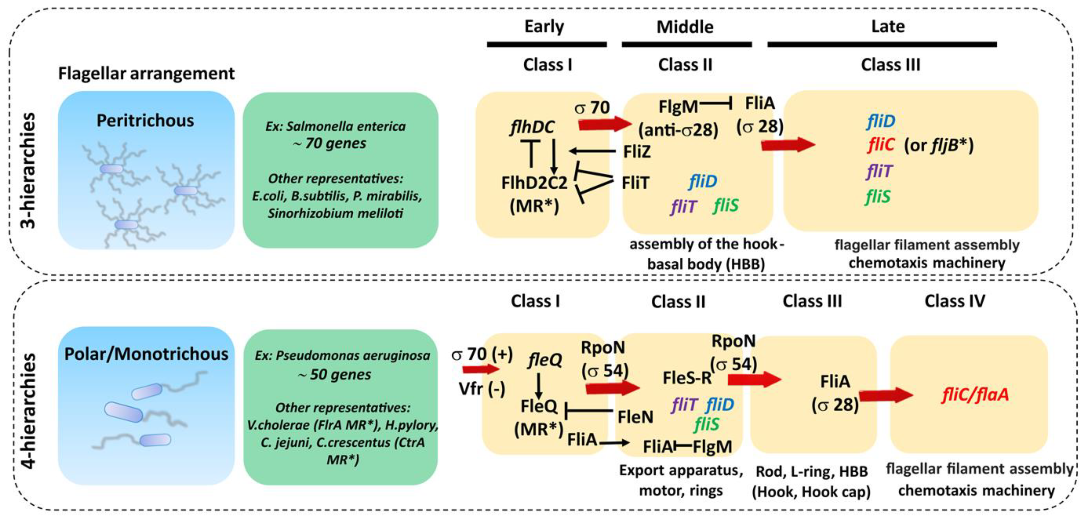 Ijms 22 07521 g004 Ijms 22 07521 g004