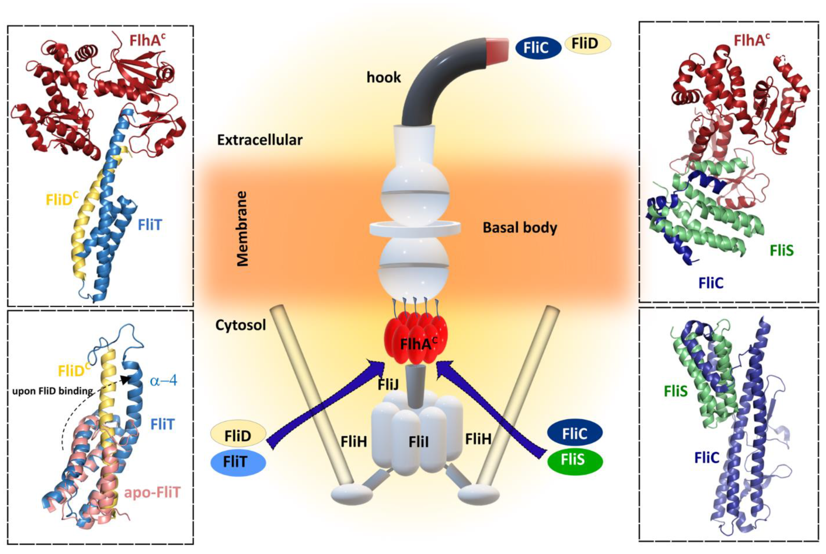 Ijms 22 07521 g005 Ijms 22 07521 g005