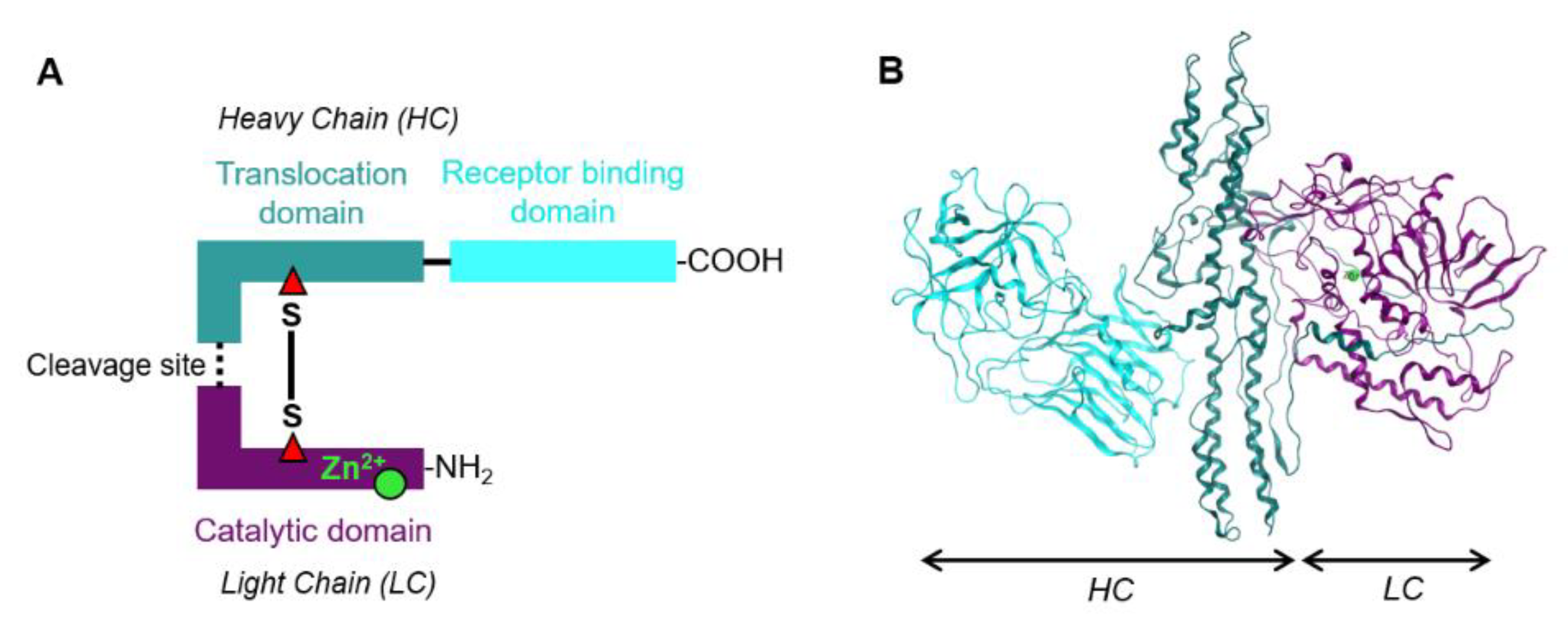 Ijms 22 07524 g001 Ijms 22 07524 g001