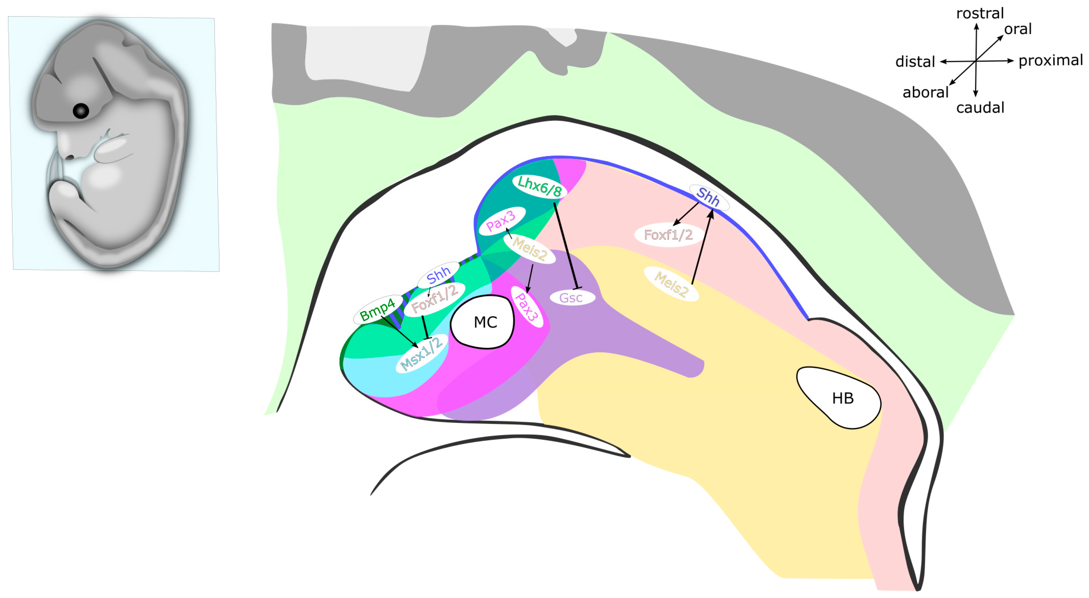 Ijms 22 07529 g003 Ijms 22 07529 g003