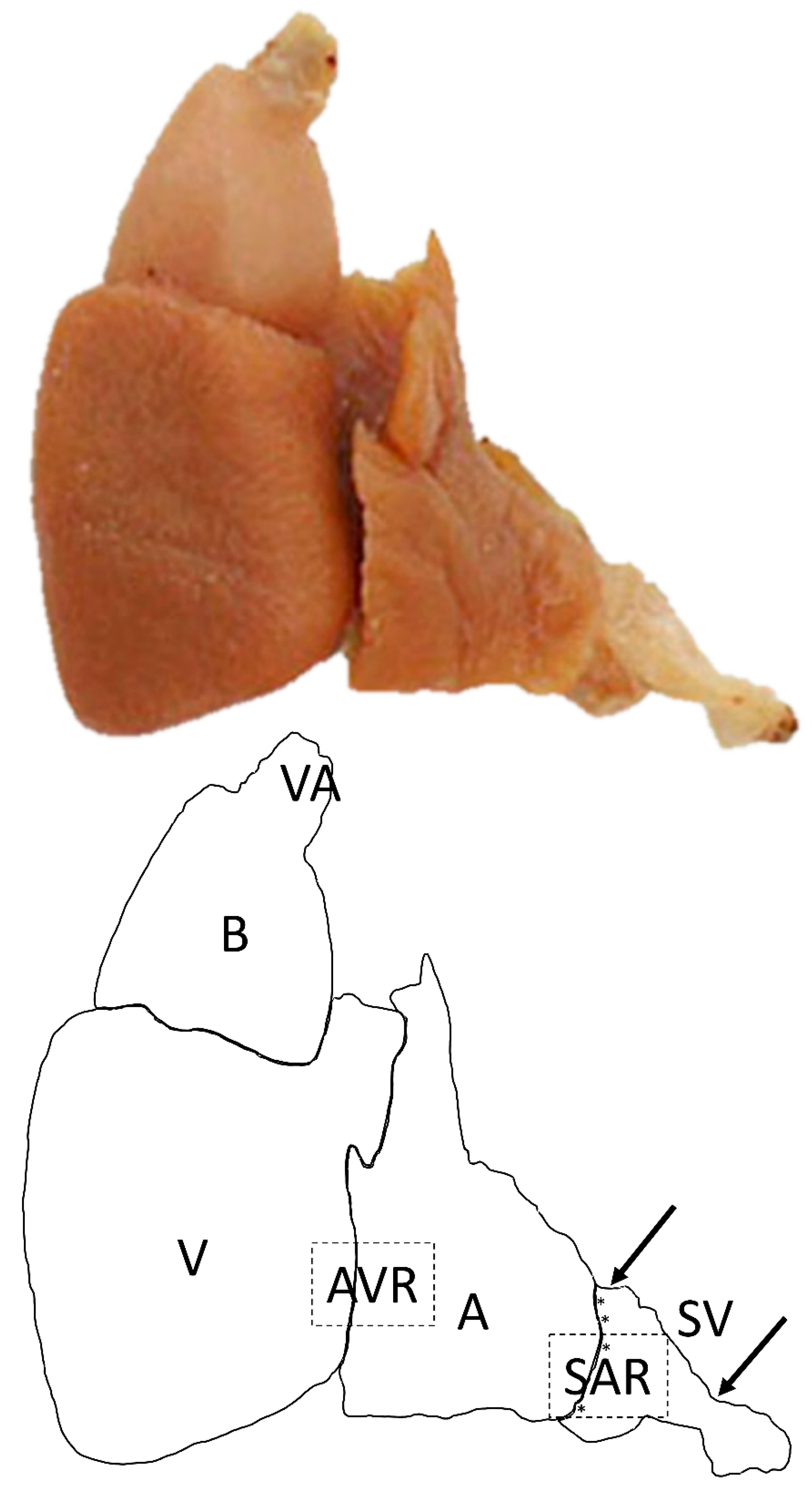 Ijms 22 07539 g003 Ijms 22 07539 g003