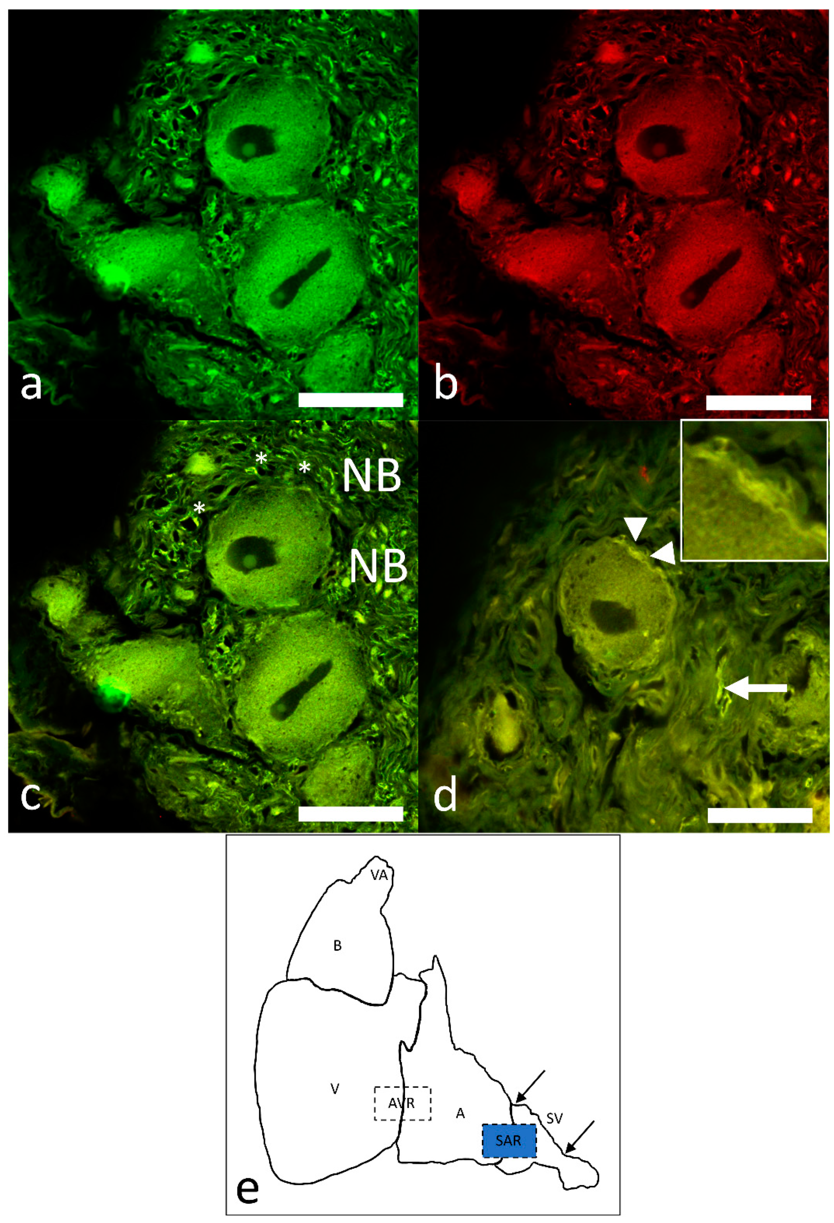 Ijms 22 07539 g004 Ijms 22 07539 g004