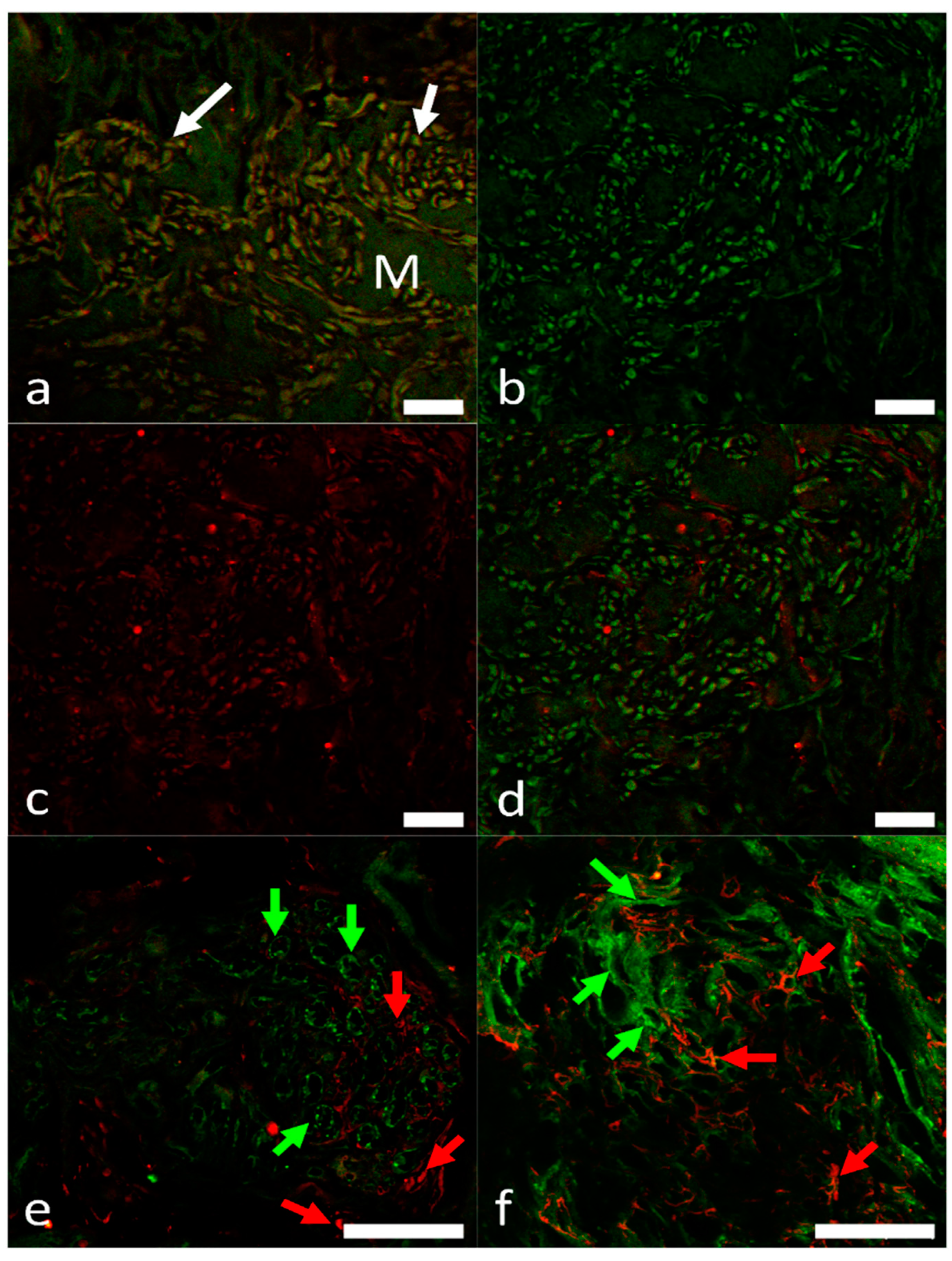 Ijms 22 07539 g006 Ijms 22 07539 g006