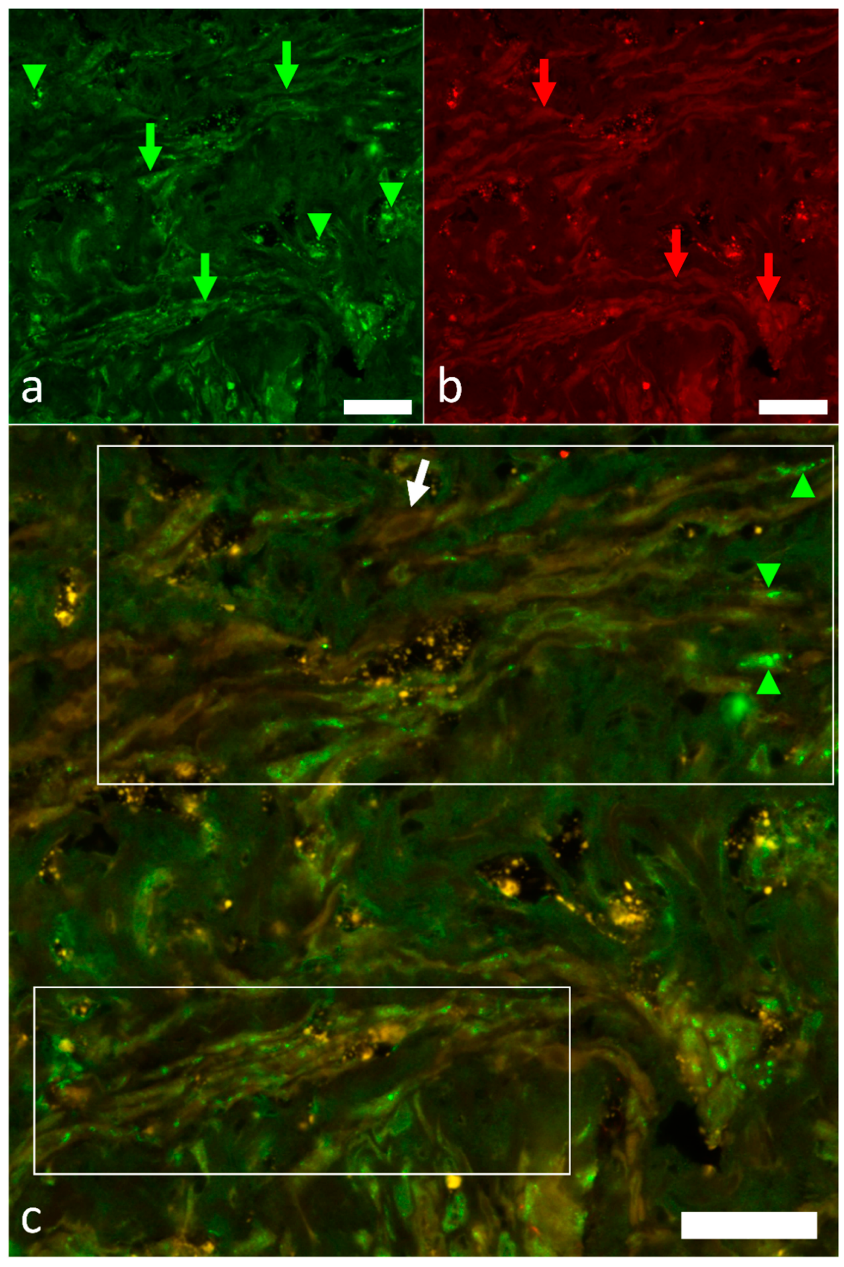 Ijms 22 07539 g007 Ijms 22 07539 g007