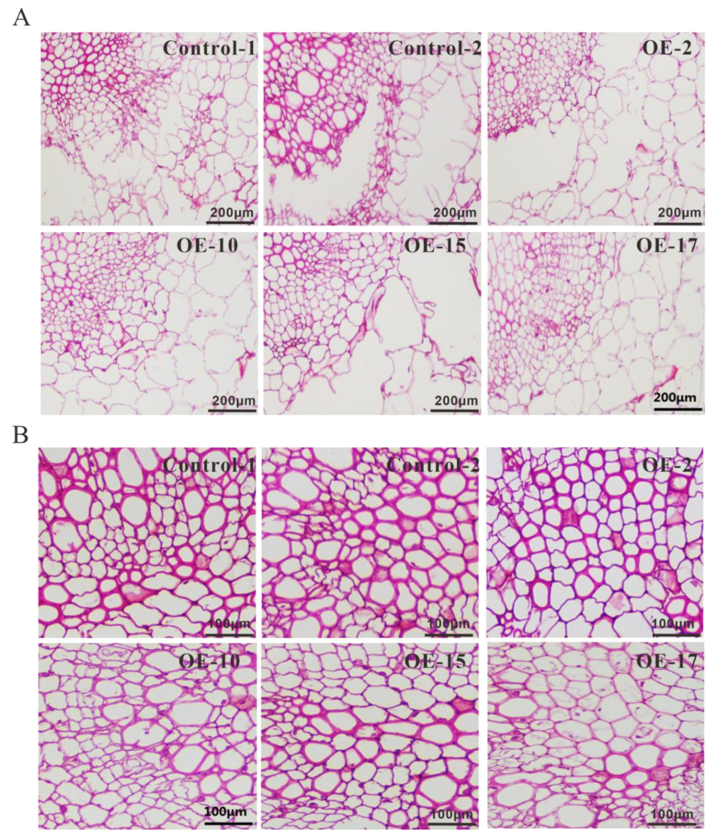 Ijms 22 07541 g008 550