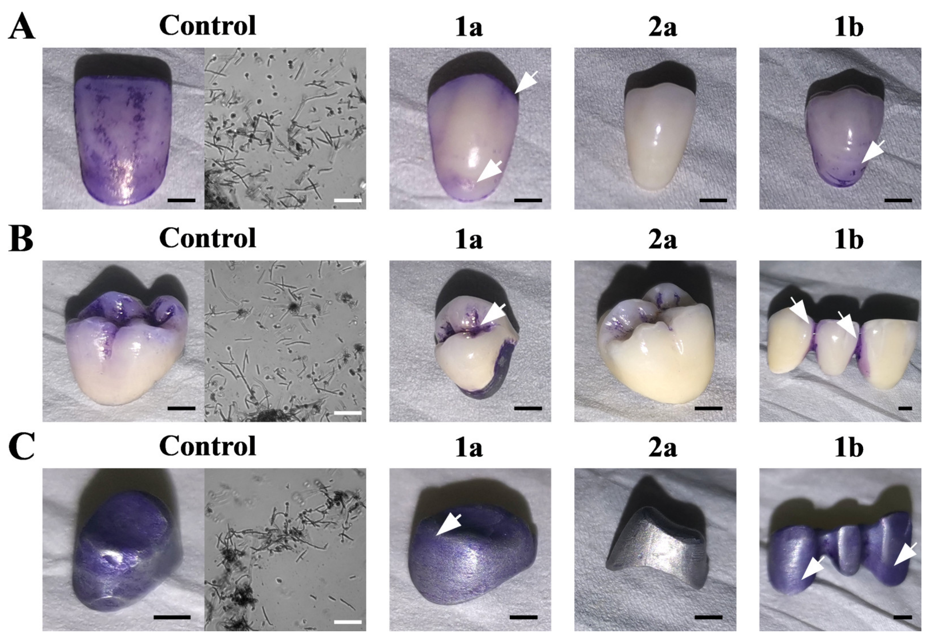 Ijms 22 07543 g002 Ijms 22 07543 g002