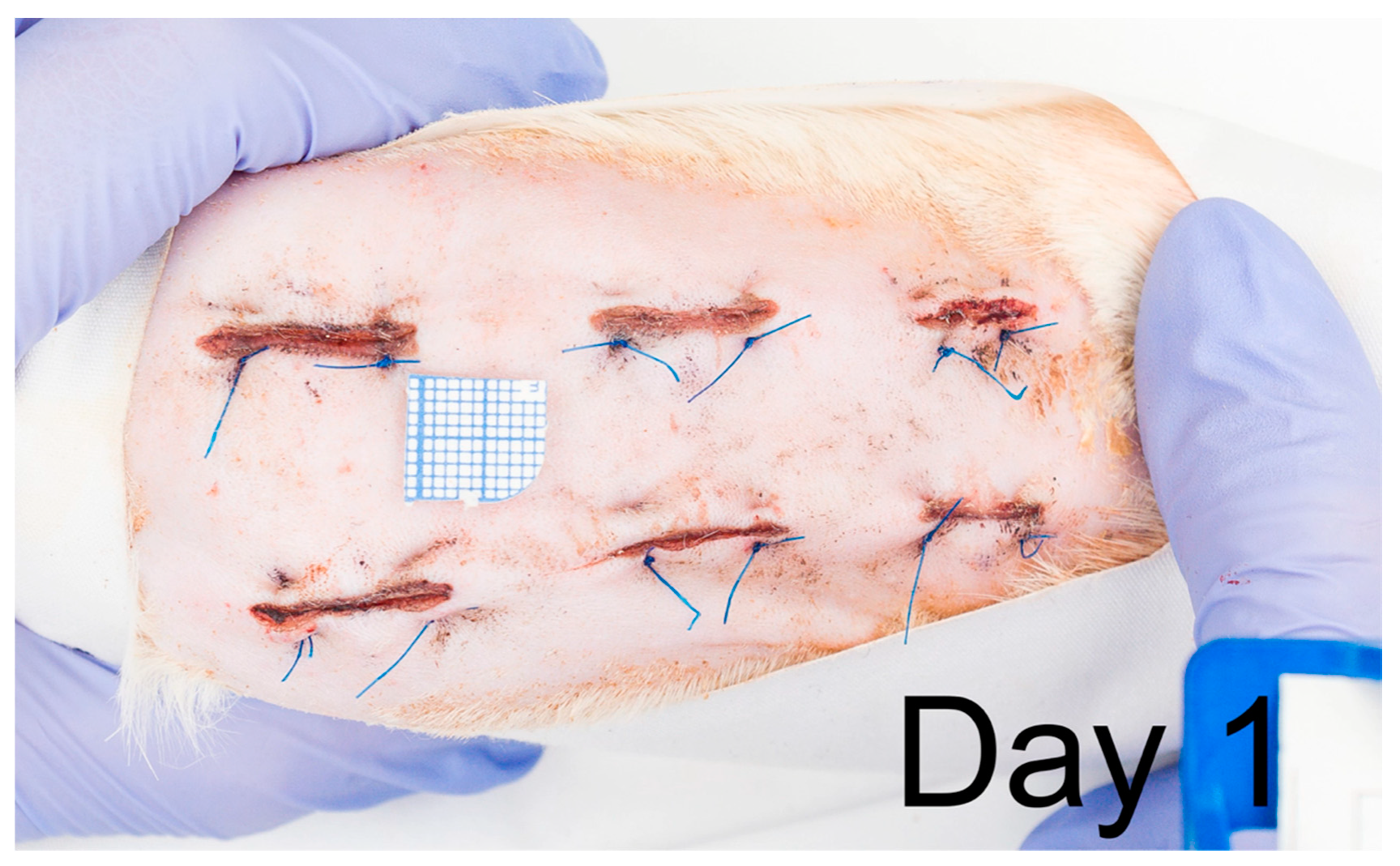 Ijms 22 07549 g001 550