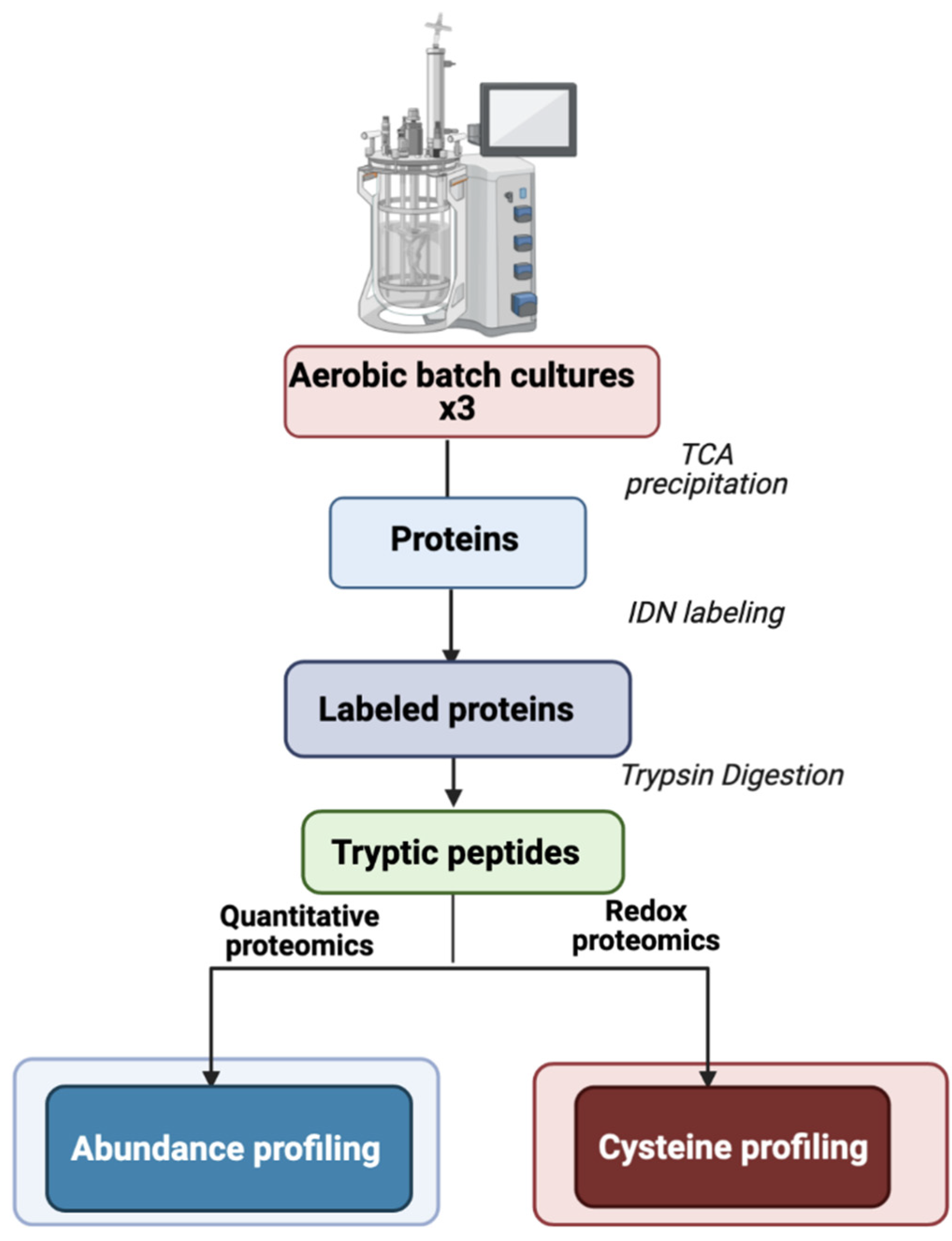 Ijms Free Full Text Cysteine Proteome Reveals Response To Endogenous Oxidative Stress In Bacillus Cereus Html
