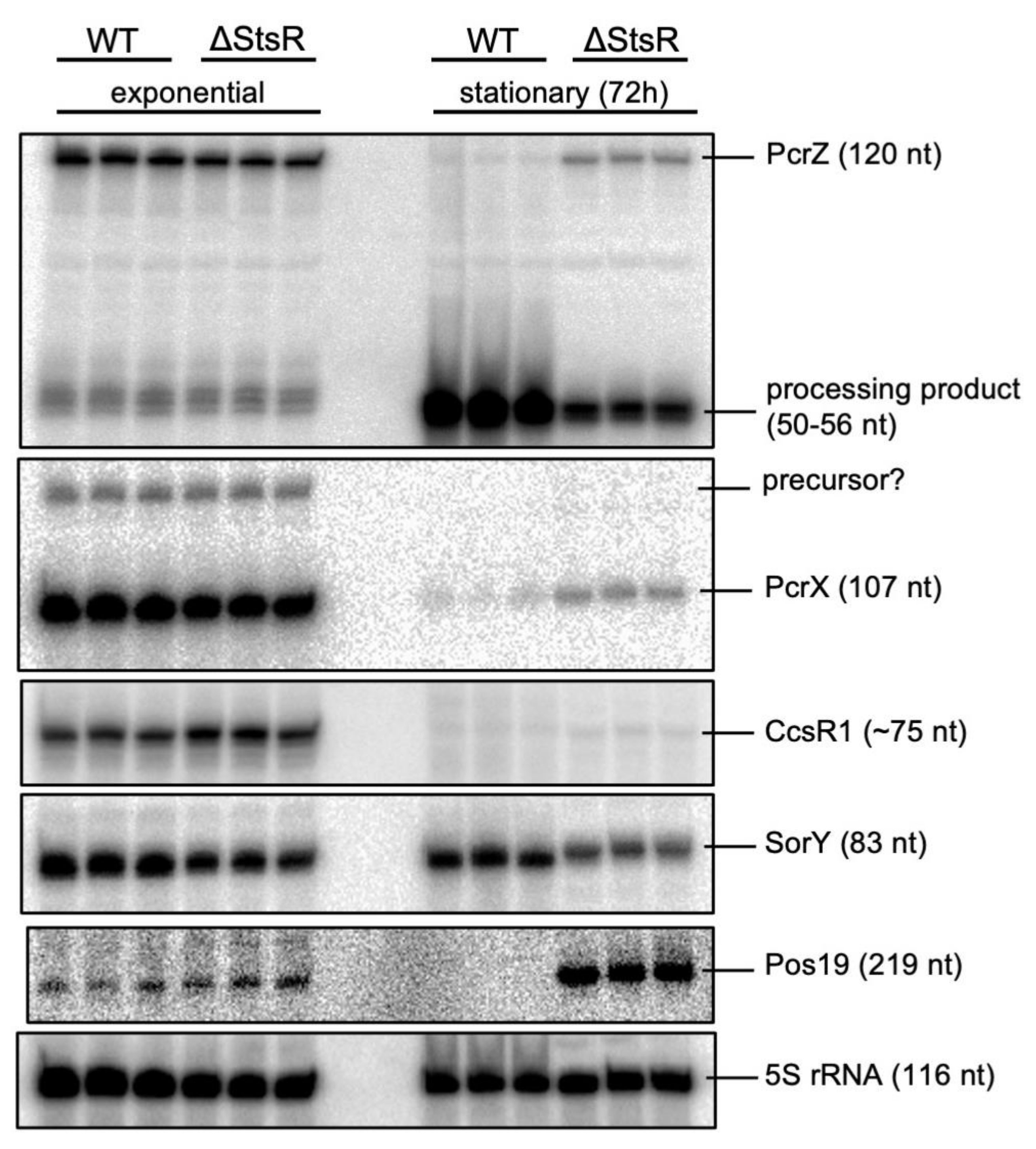 Ijms 22 07557 g005 Ijms 22 07557 g005