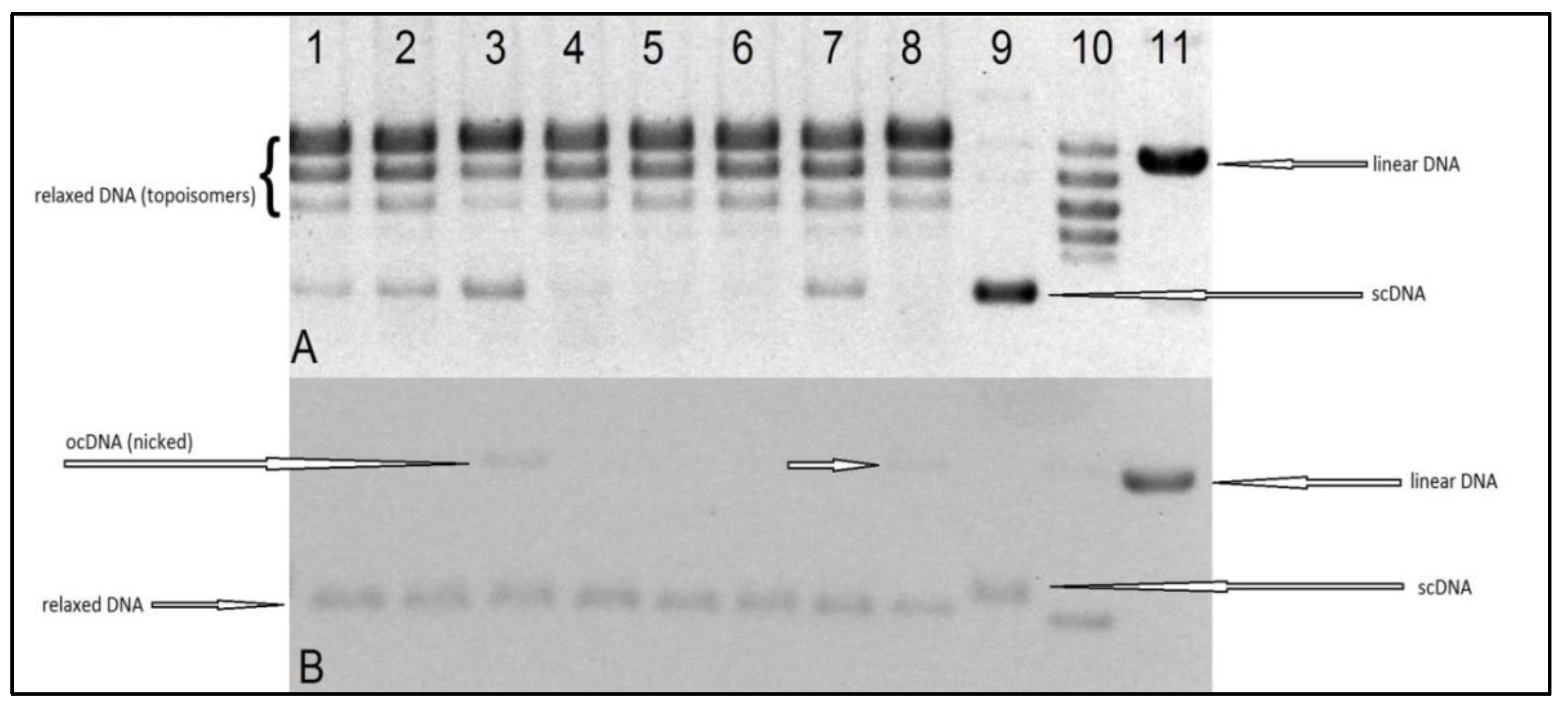 Ijms 22 07568 g008 550