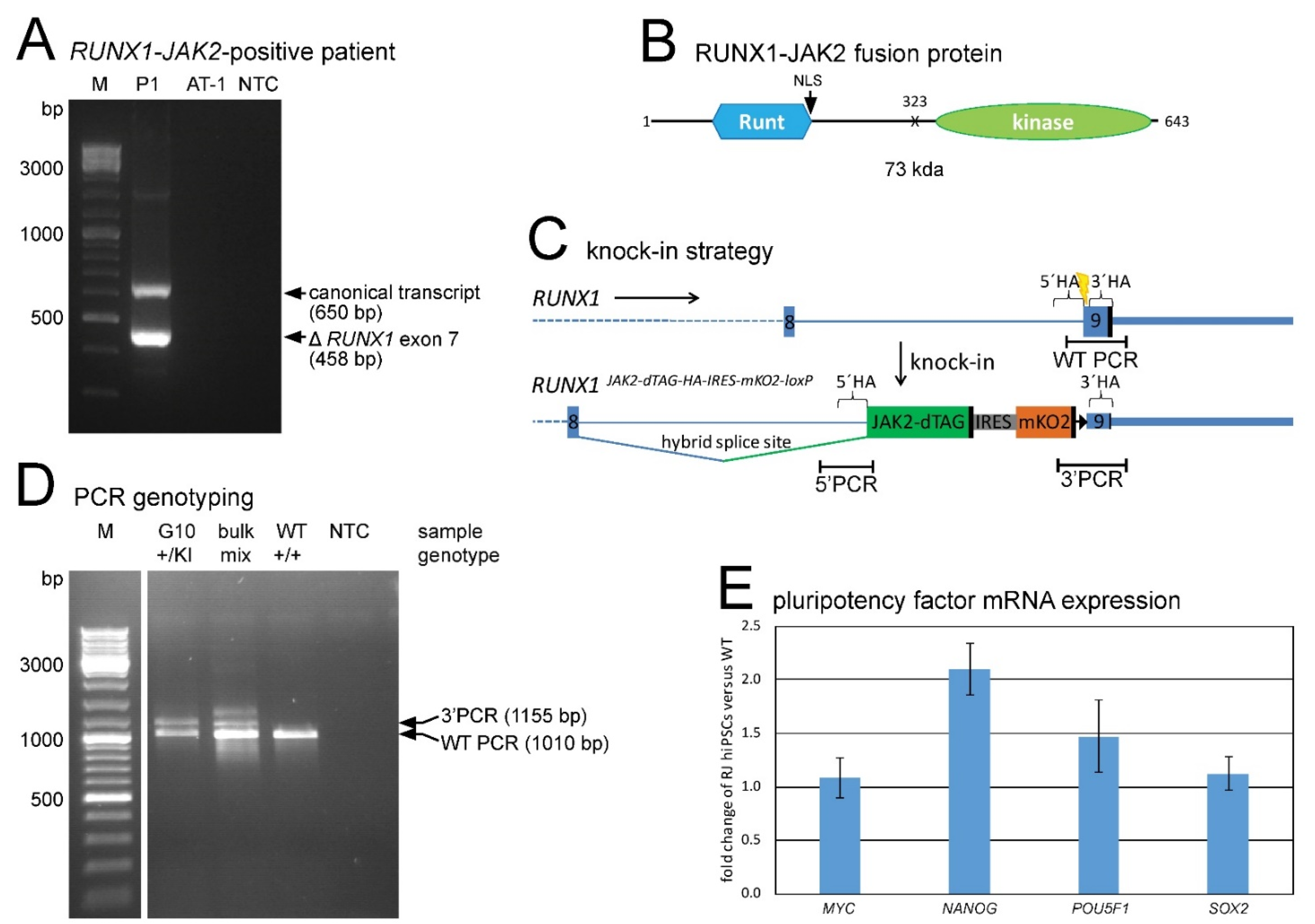 Expression of RUNX1-JAK2 in Human Induced Pluripotent Stem