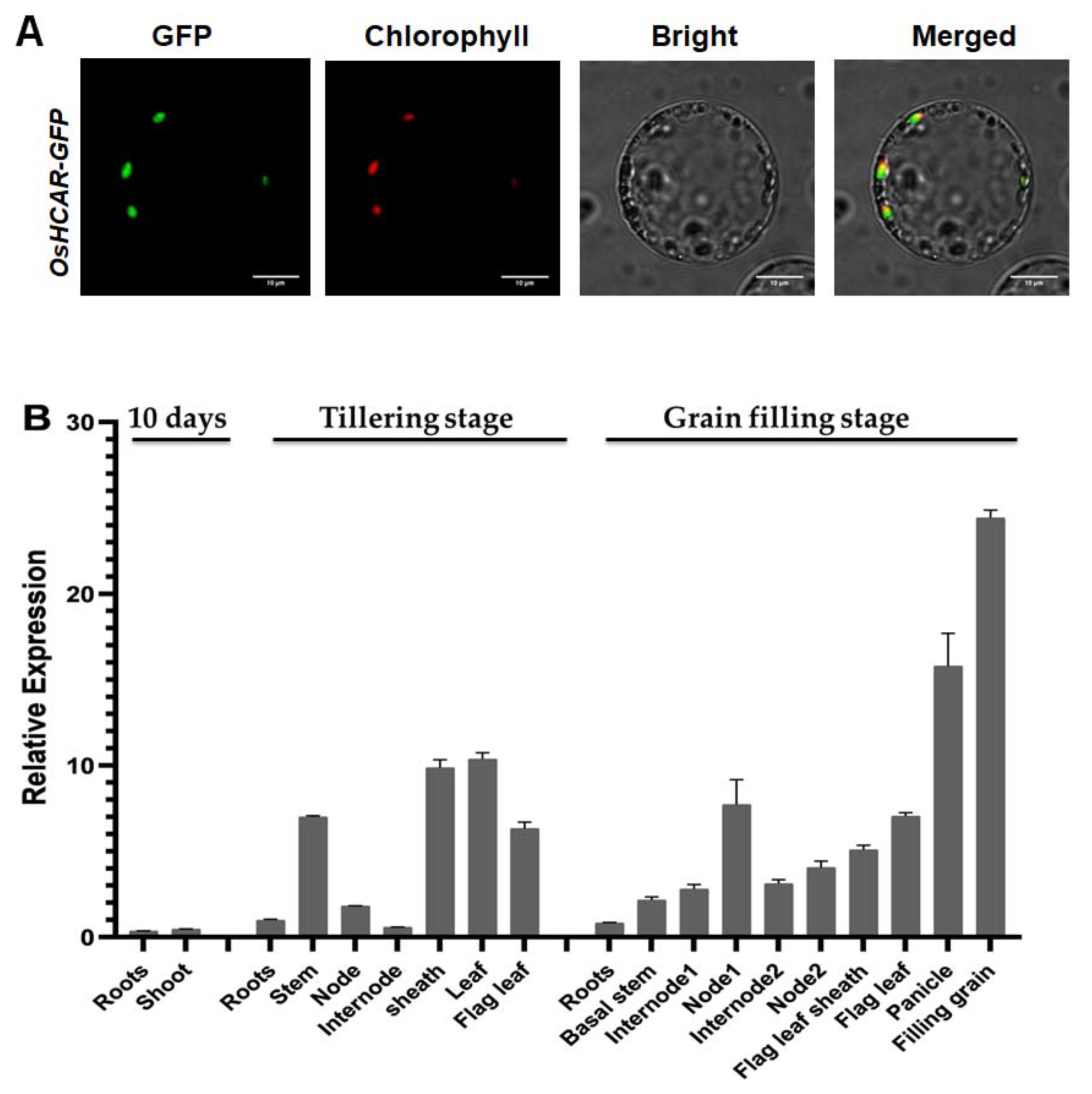 Ijms 22 07585 g007 550