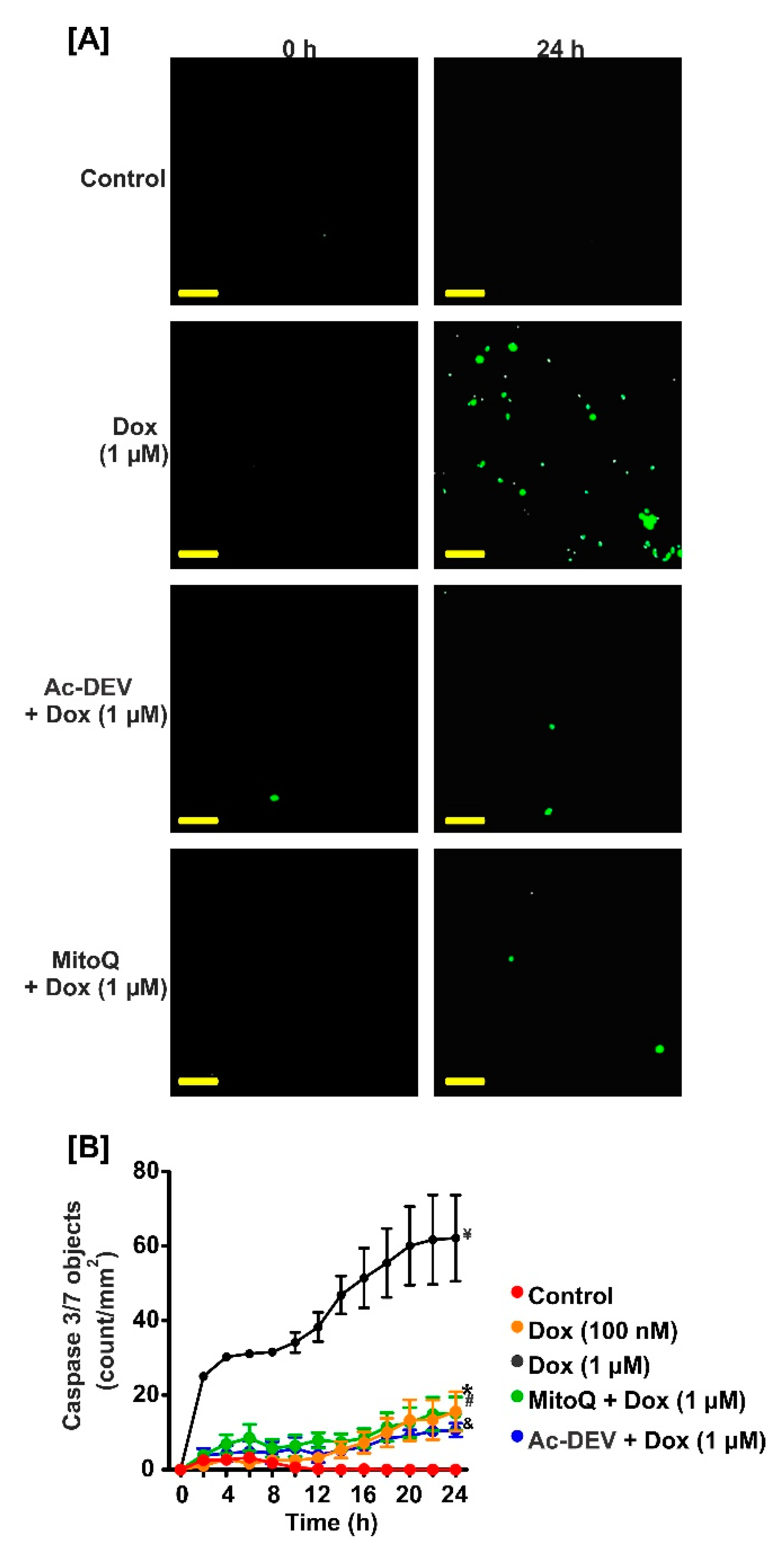 Ijms 22 07589 g004 Ijms 22 07589 g004