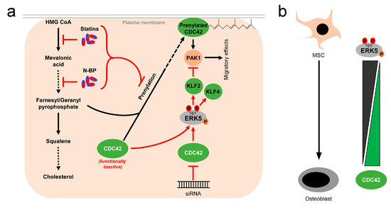 The MEK5/ERK5 Pathway in Health and Disease