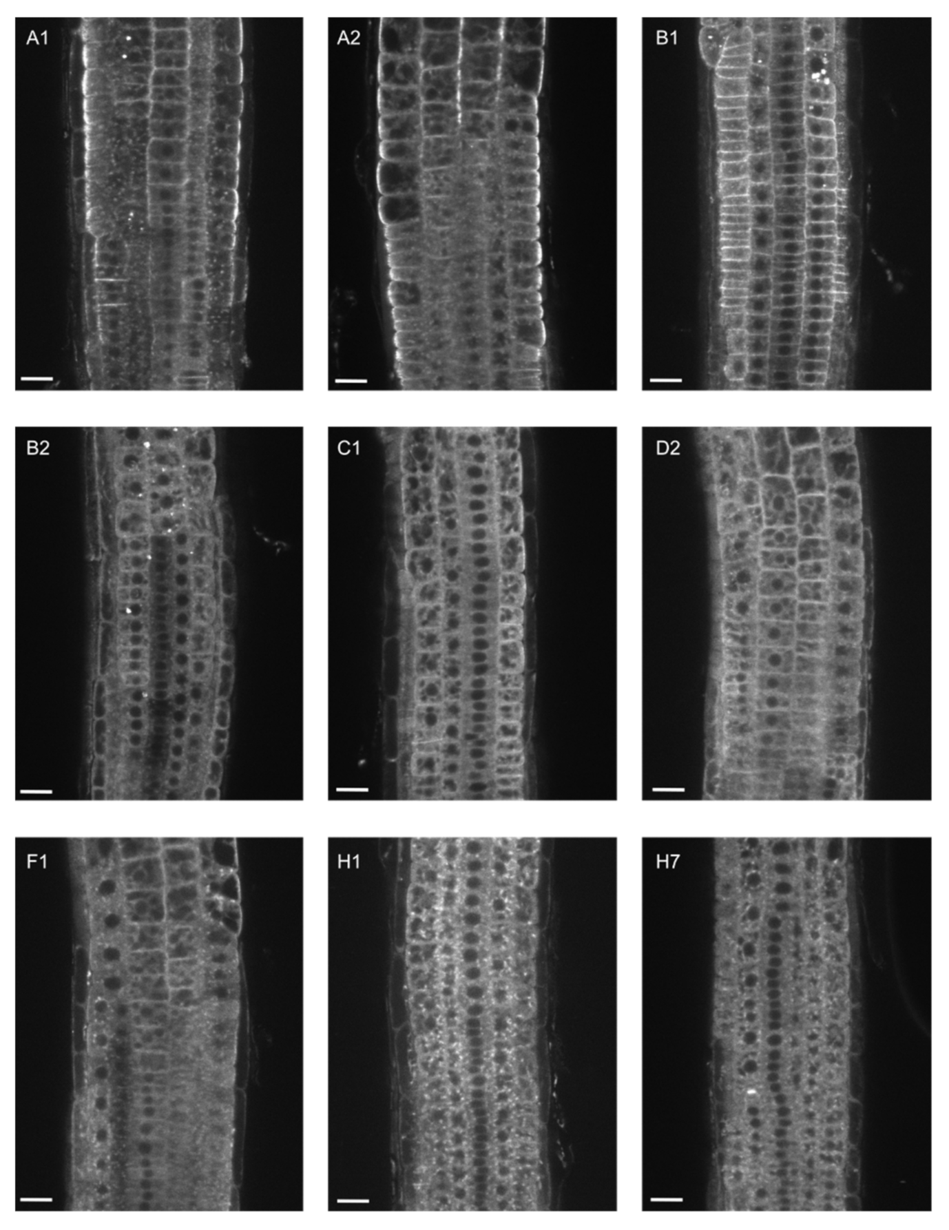 Ijms 22 07595 g002 550