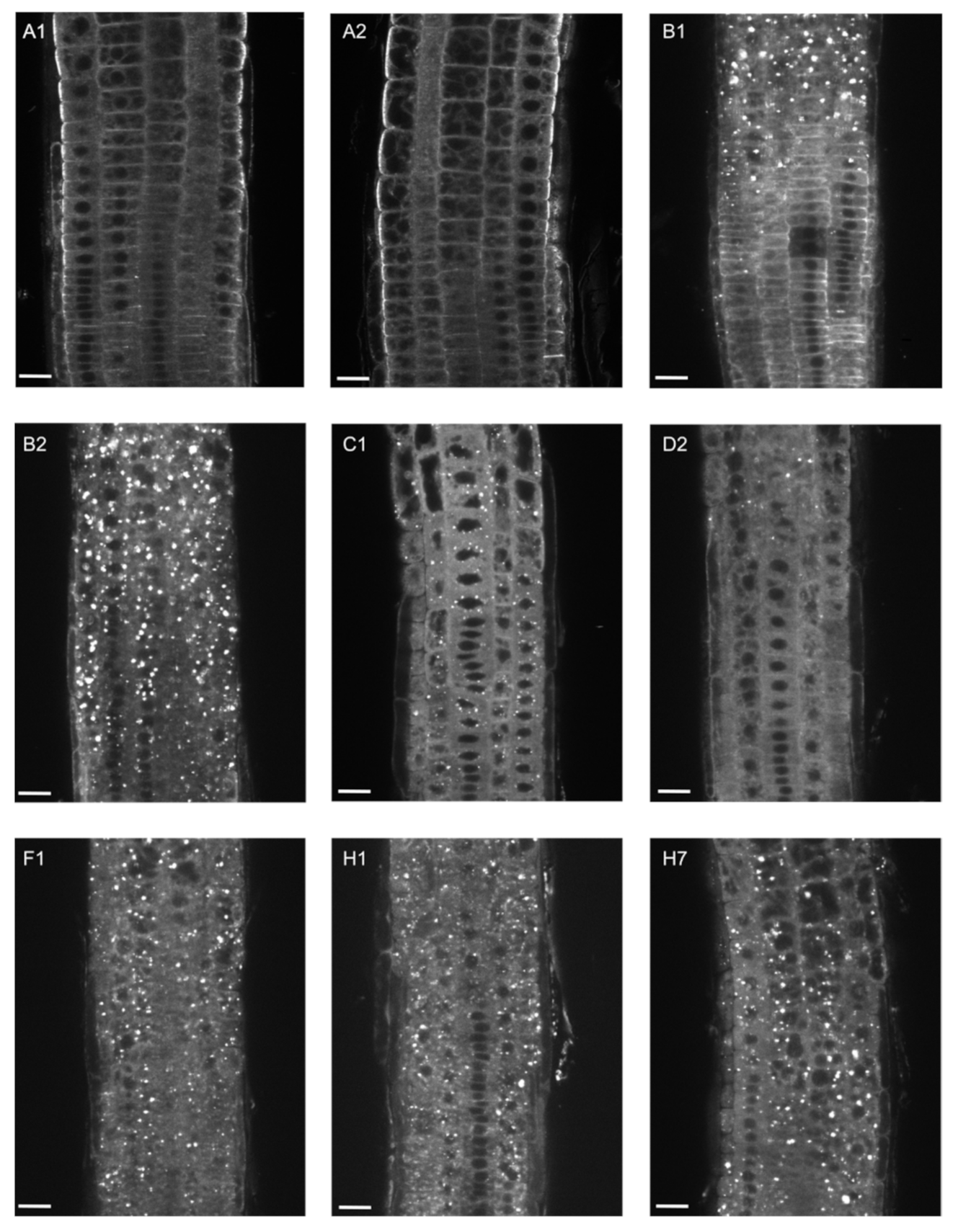 Ijms 22 07595 g003 550