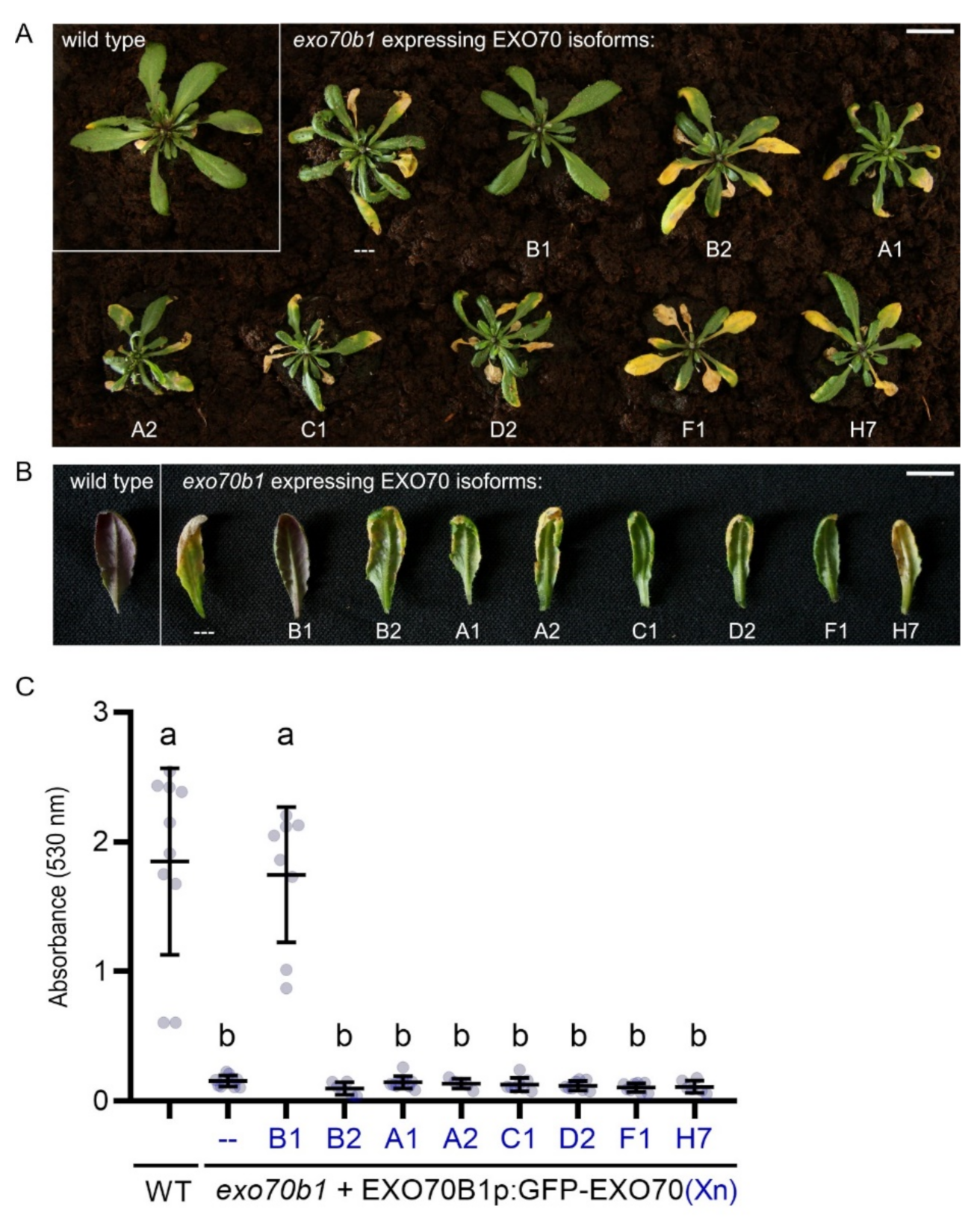 Ijms 22 07595 g004 550
