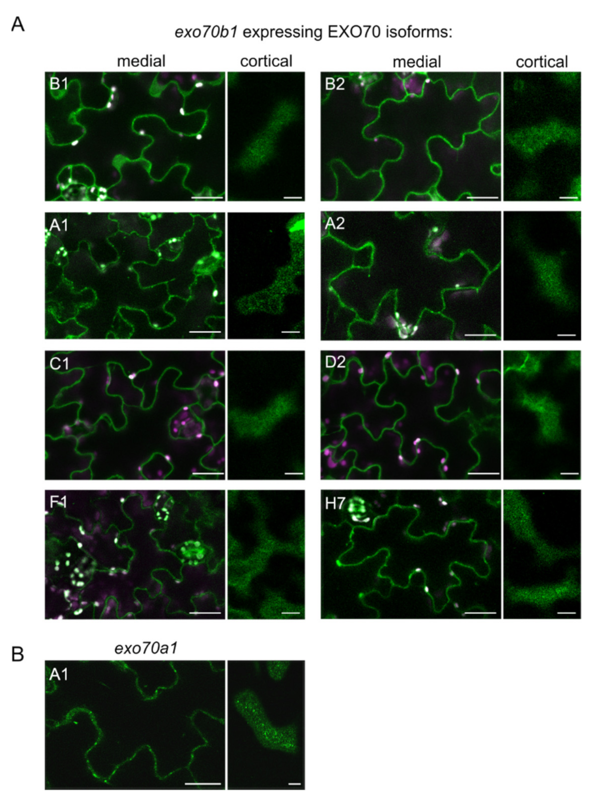 Ijms 22 07595 g005 550