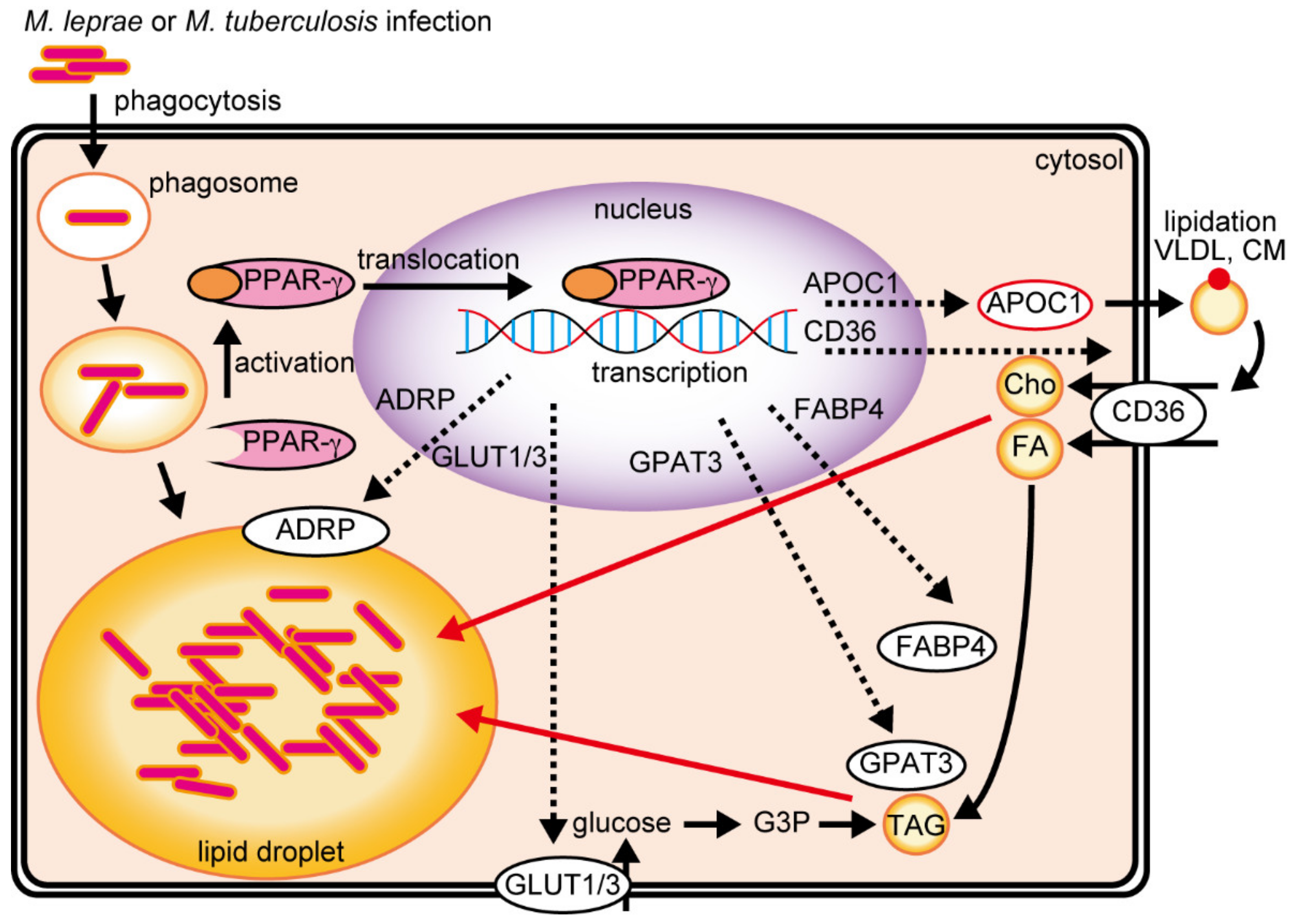 Ijms 22 07597 g001 550