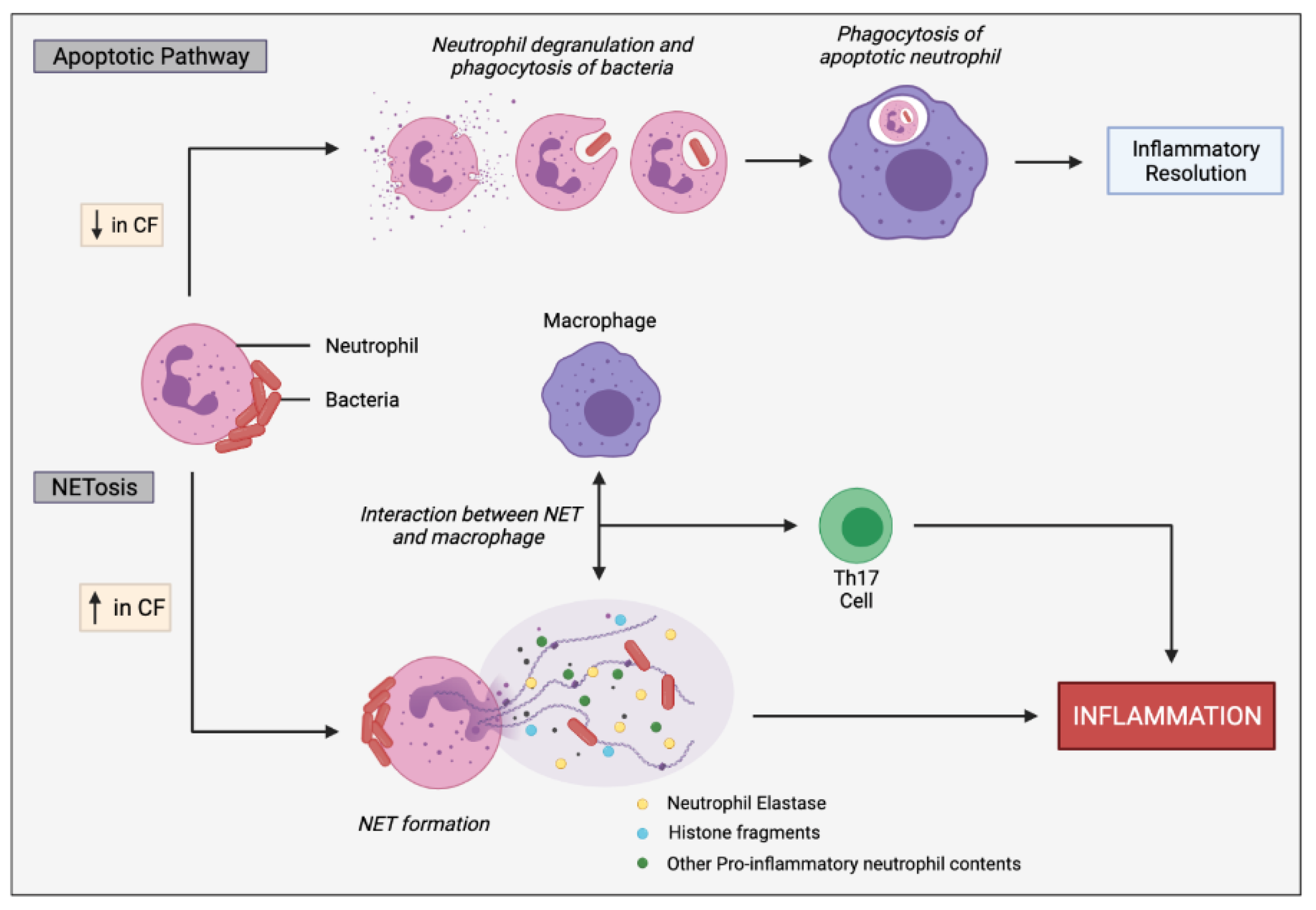 Ijms 22 07606 g005 550