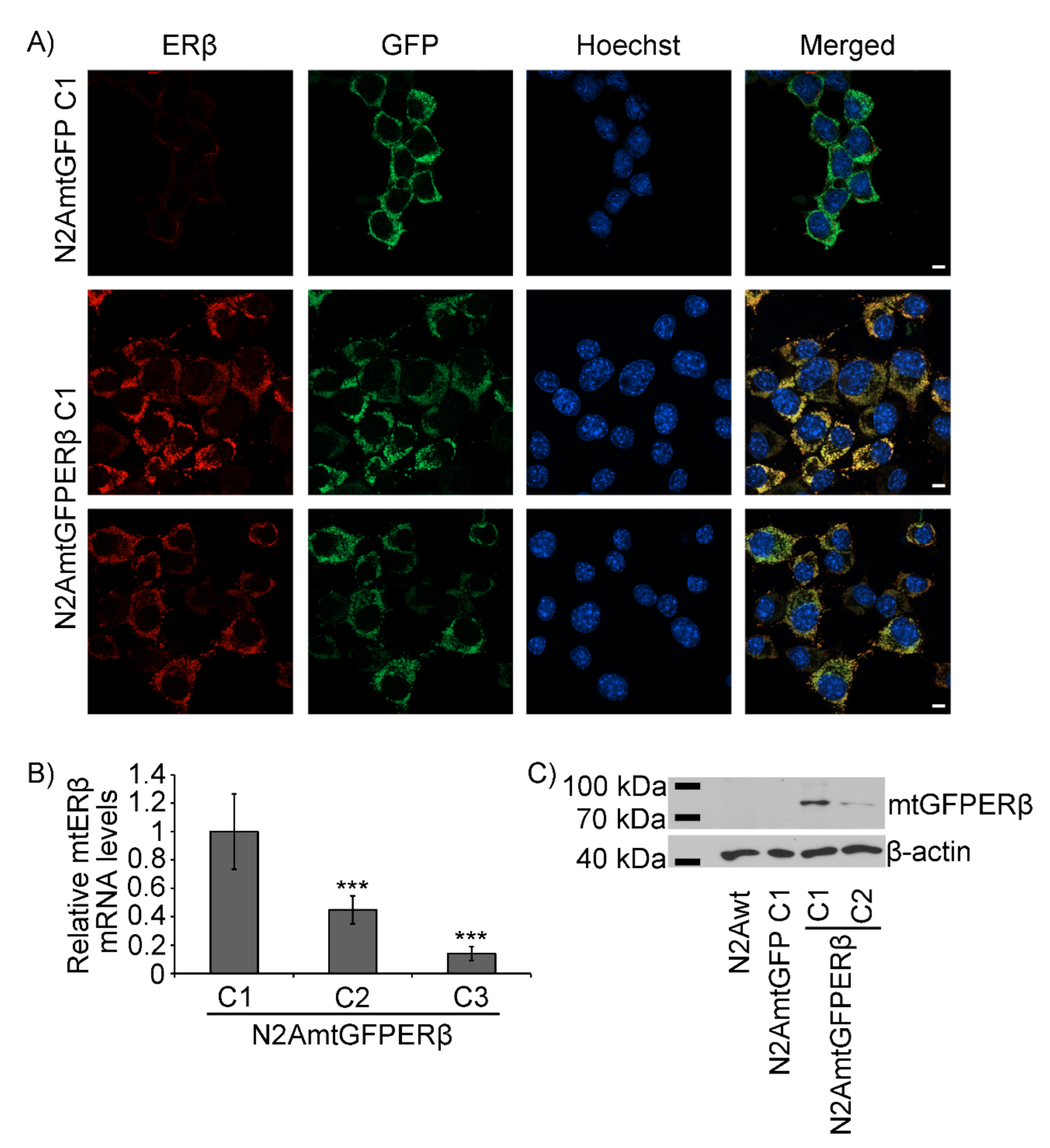 Ijms 22 07620 g002 Ijms 22 07620 g002