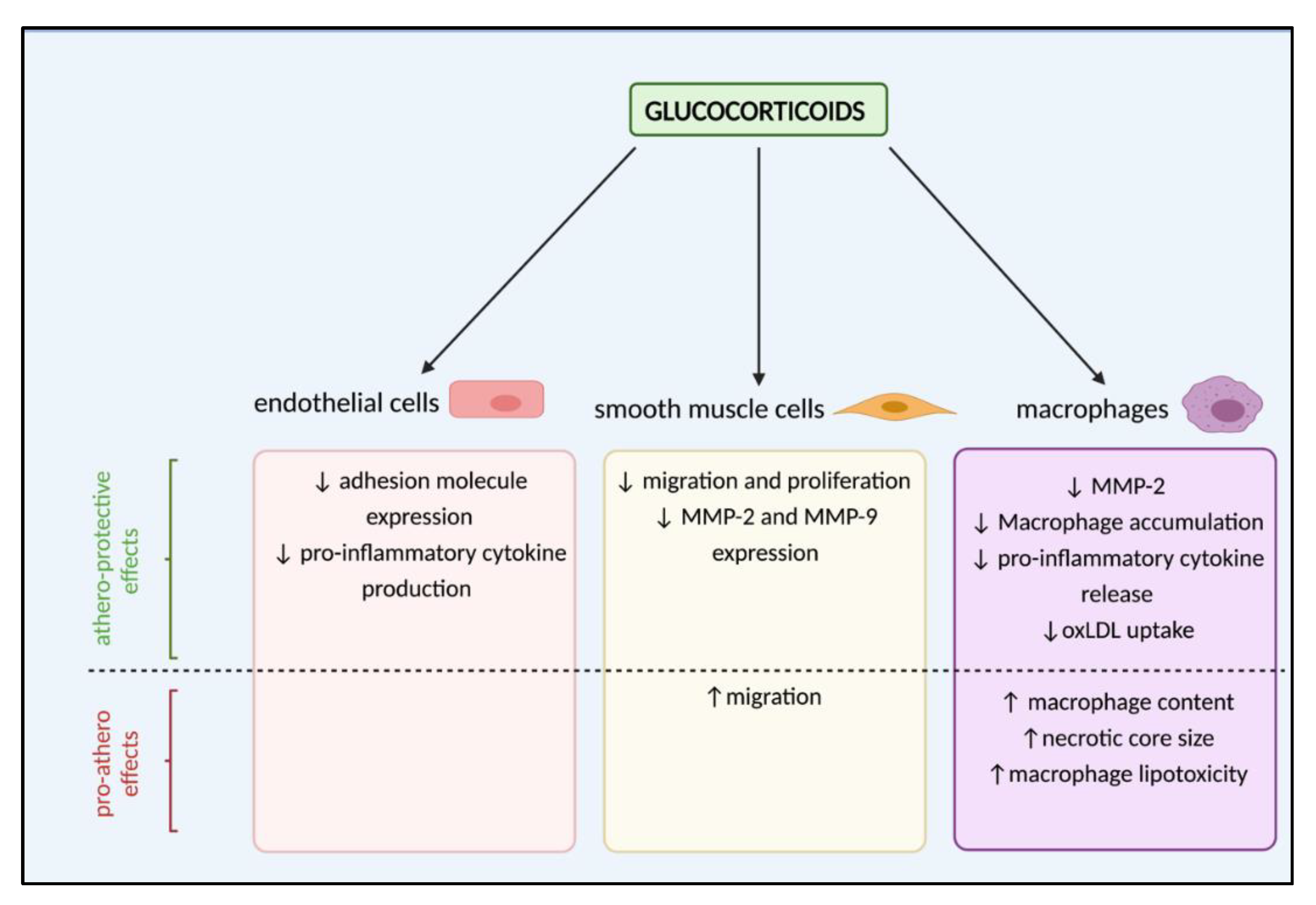 Glucocorticoids Function glucocorticoids-function