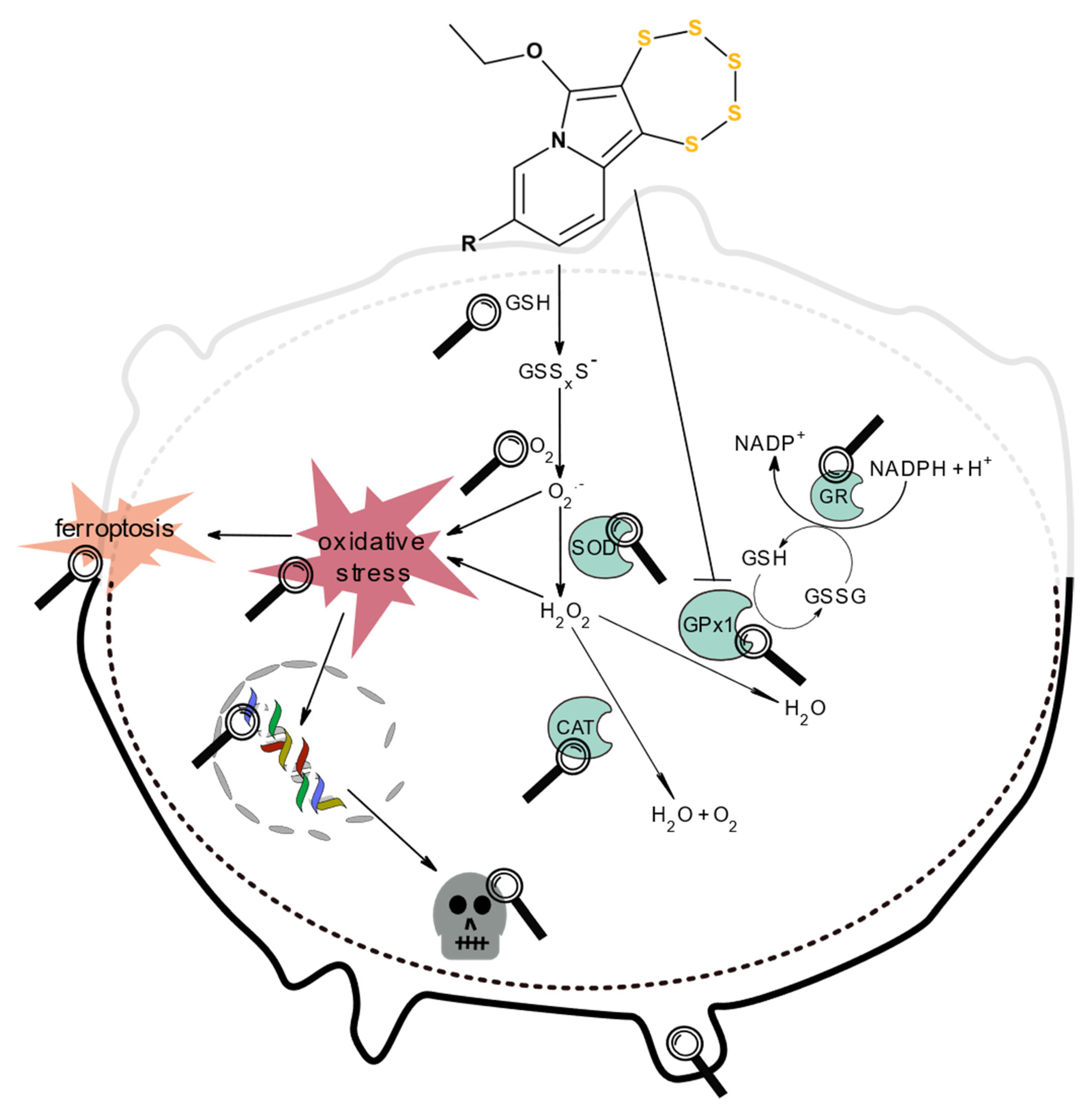 Ijms 22 07631 g003 Ijms 22 07631 g003