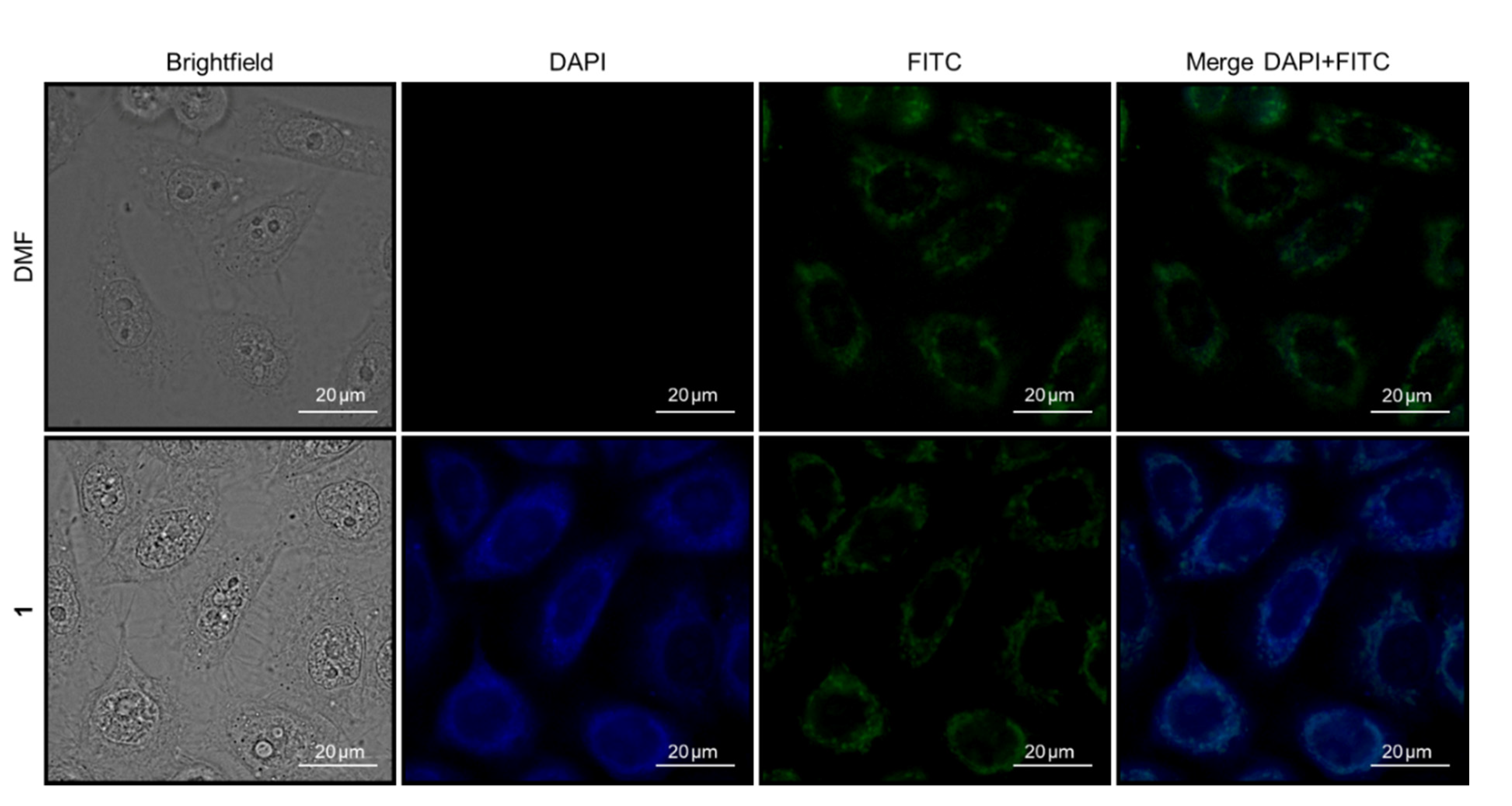 Ijms 22 07631 g013 Ijms 22 07631 g013