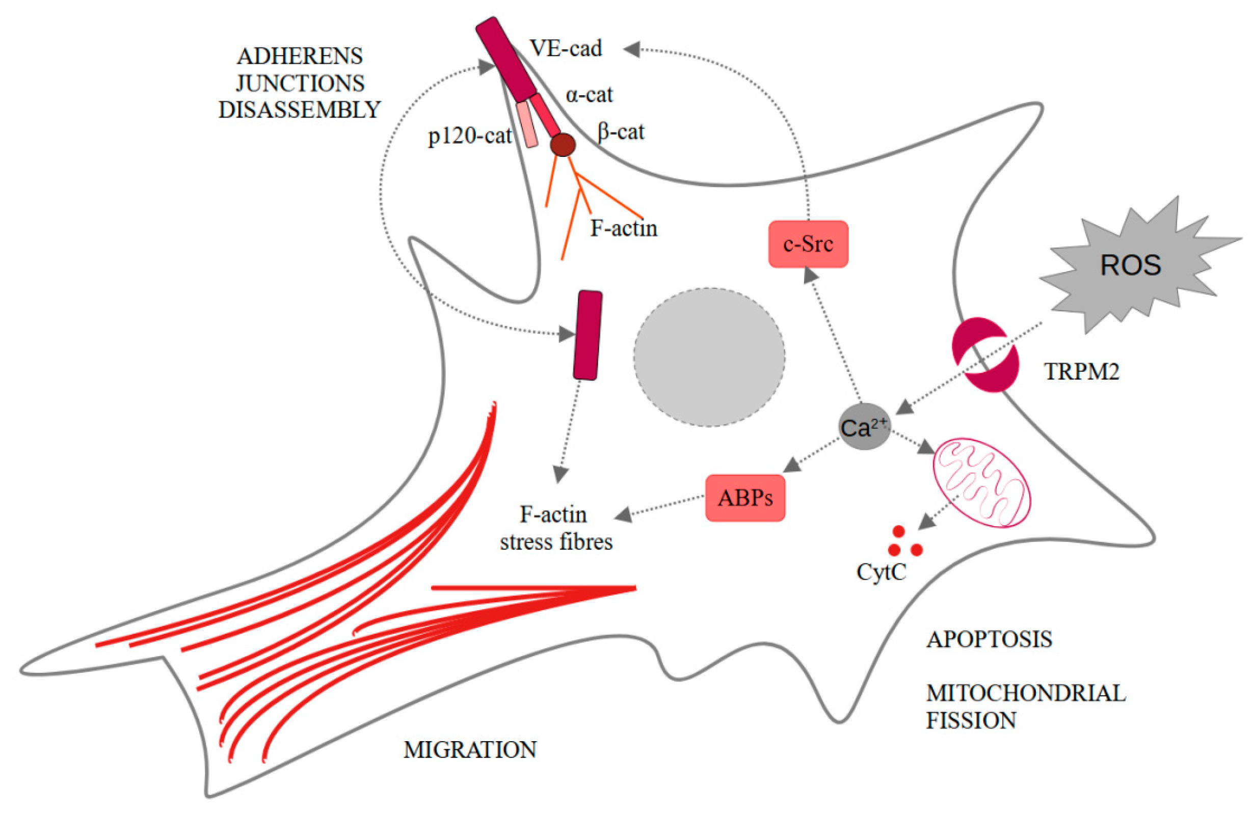 Ijms 22 07635 g002 550