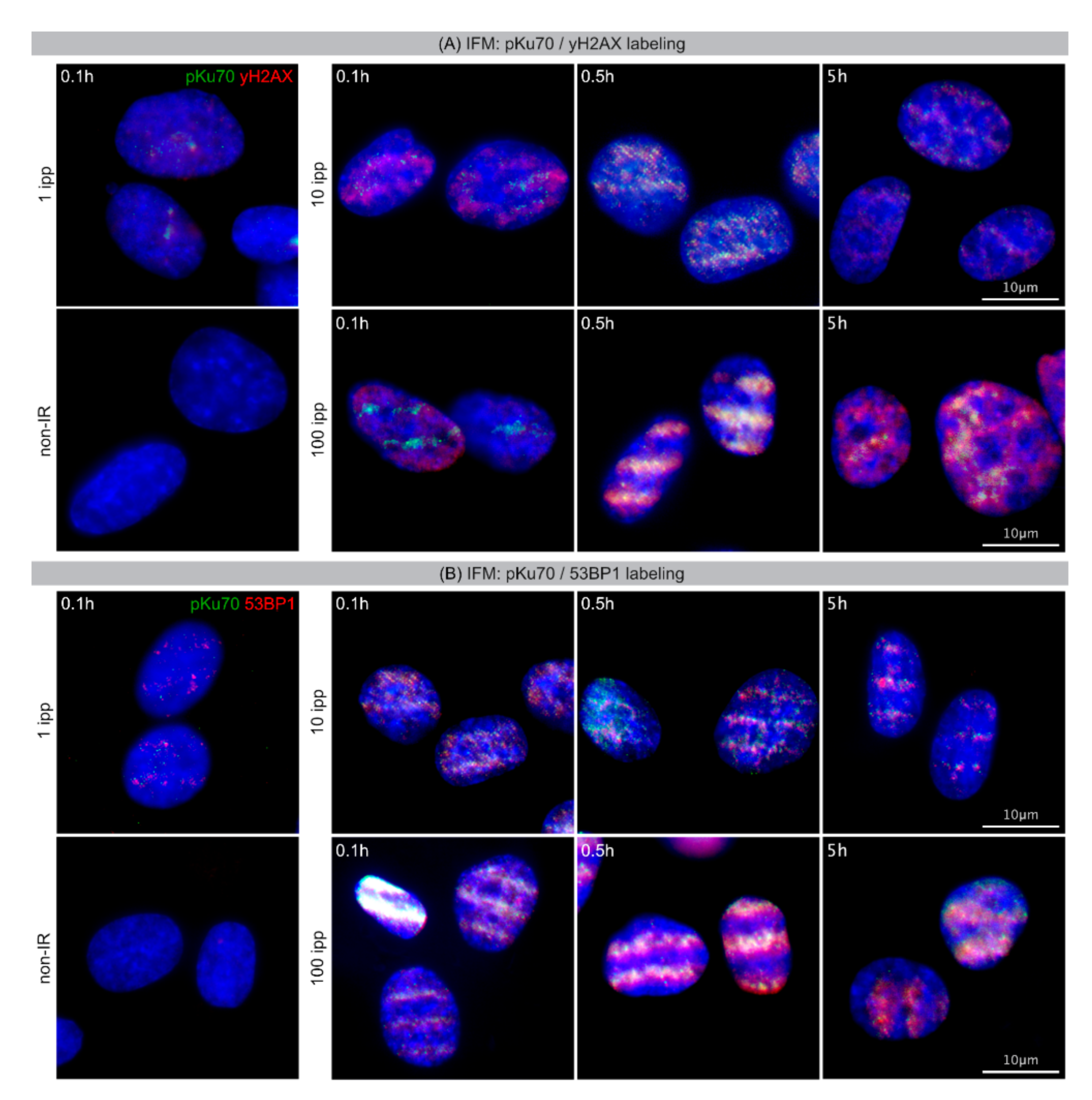 Ijms 22 07638 g001 550