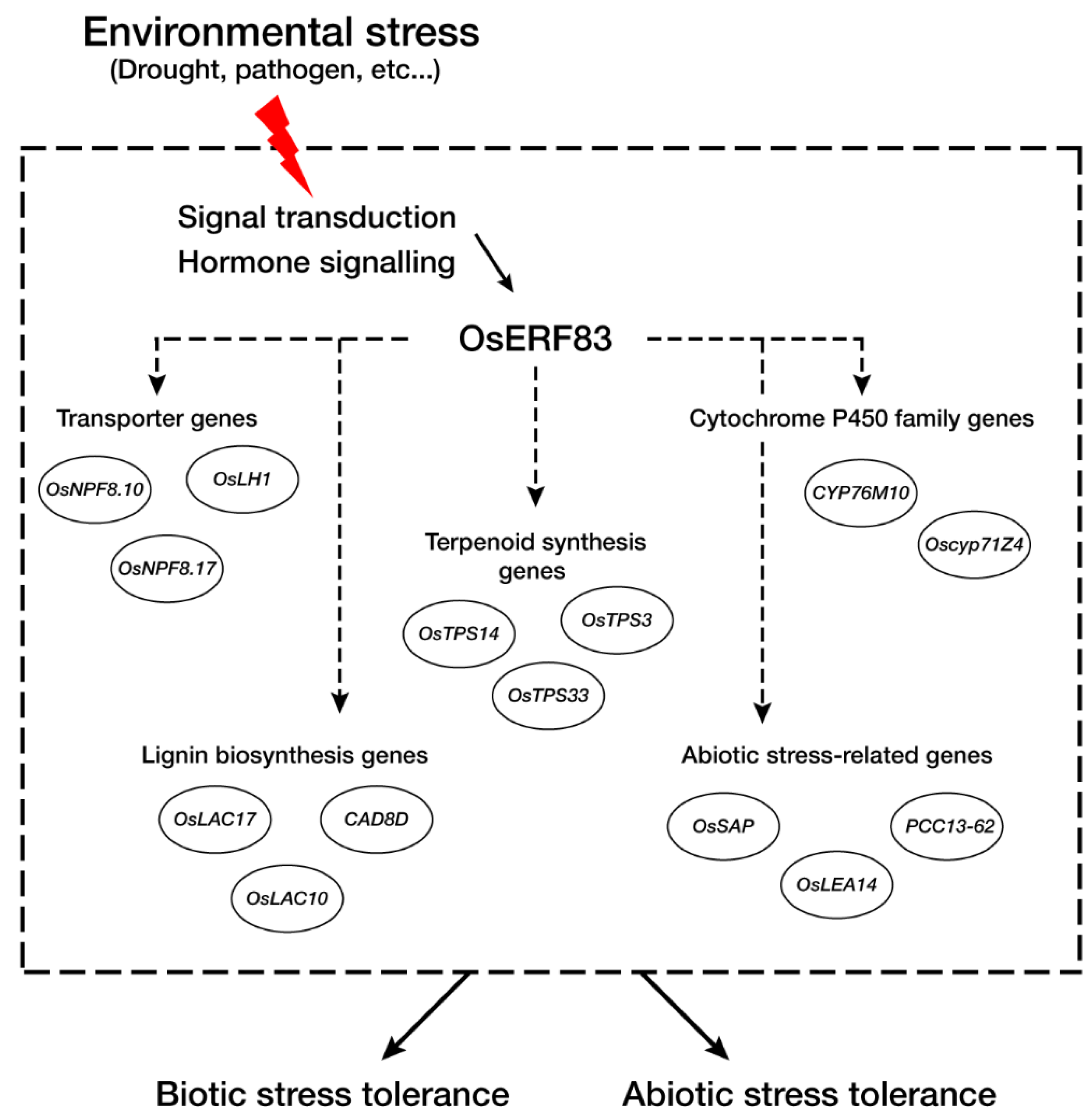 Ijms 22 07656 g008 550