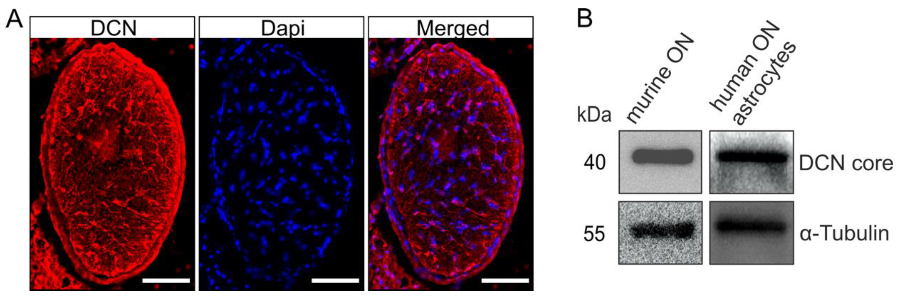 Ijms 22 07660 g002 550