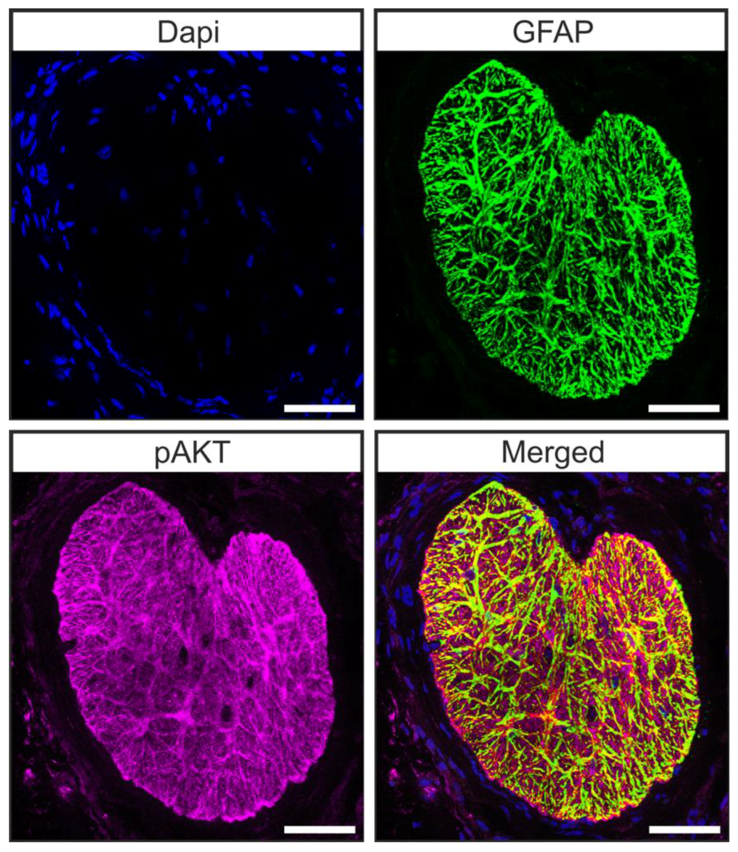 Ijms 22 07660 g005 550