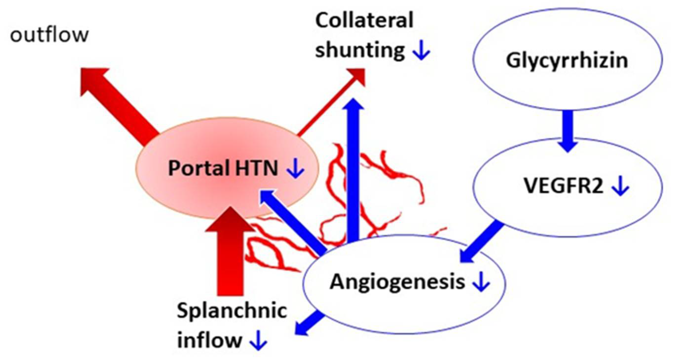 IJMS Free FullText Glycyrrhizin Attenuates Portal Hypertension and