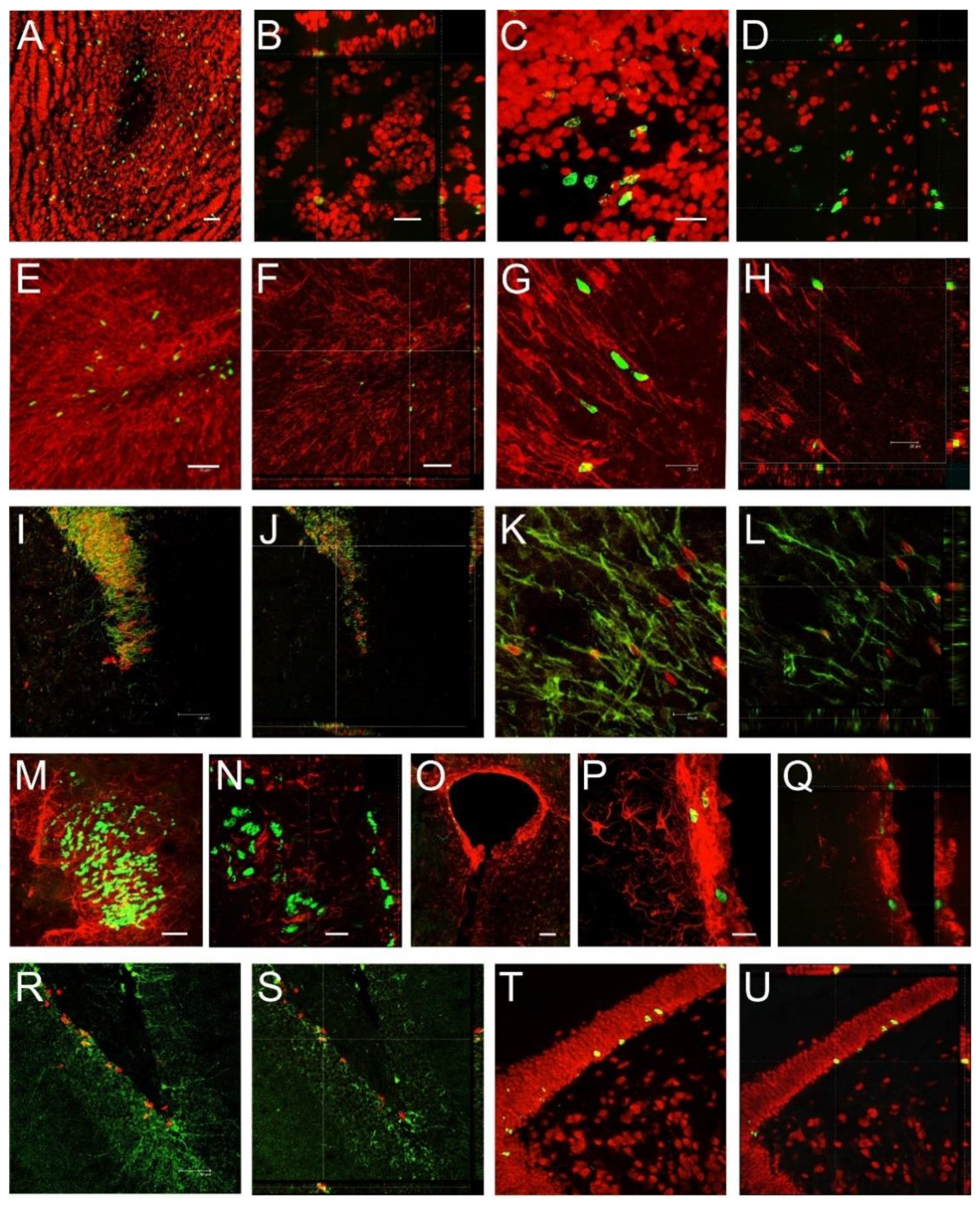 Ijms 22 07664 g005 550