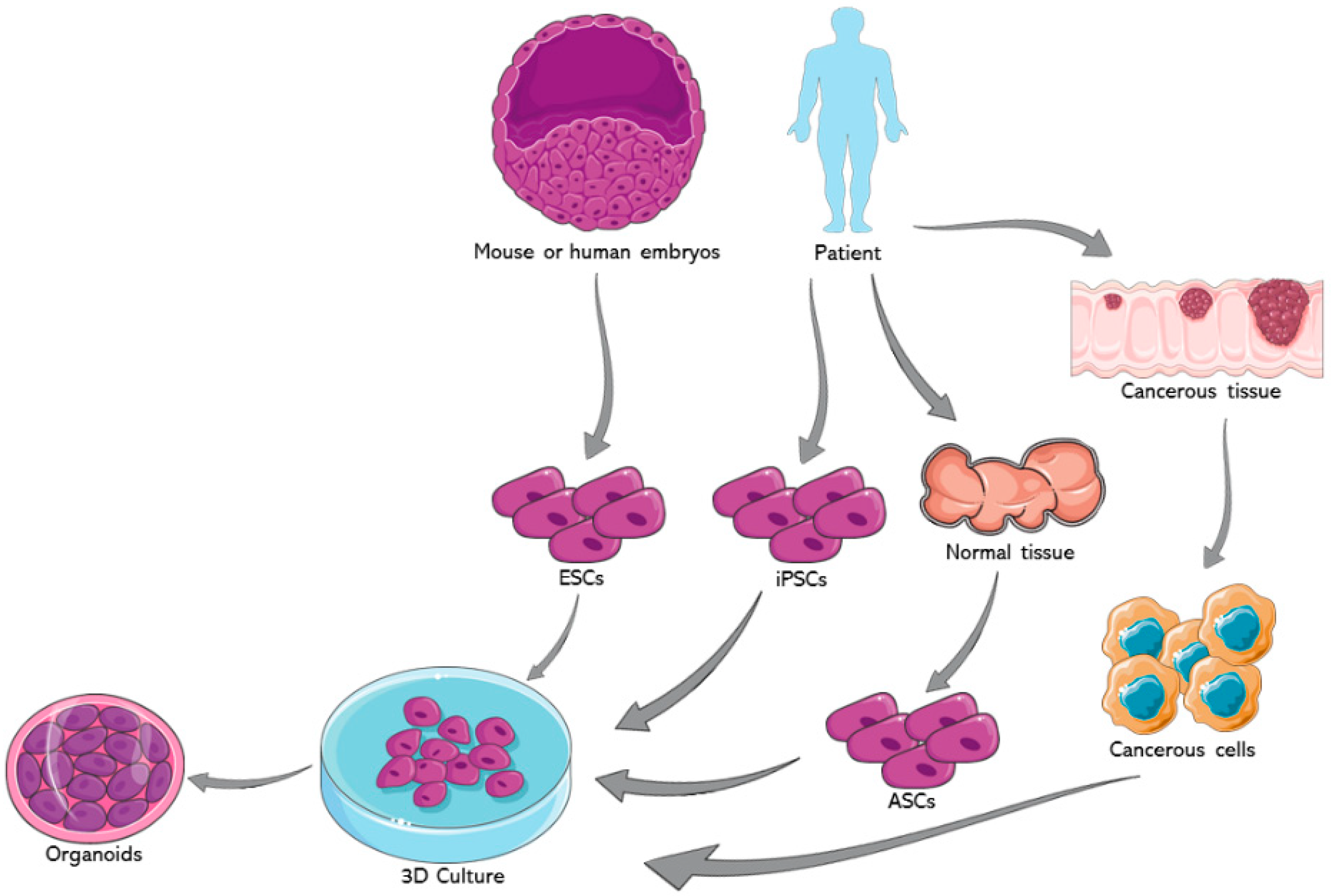 how to start an essay about stem cells