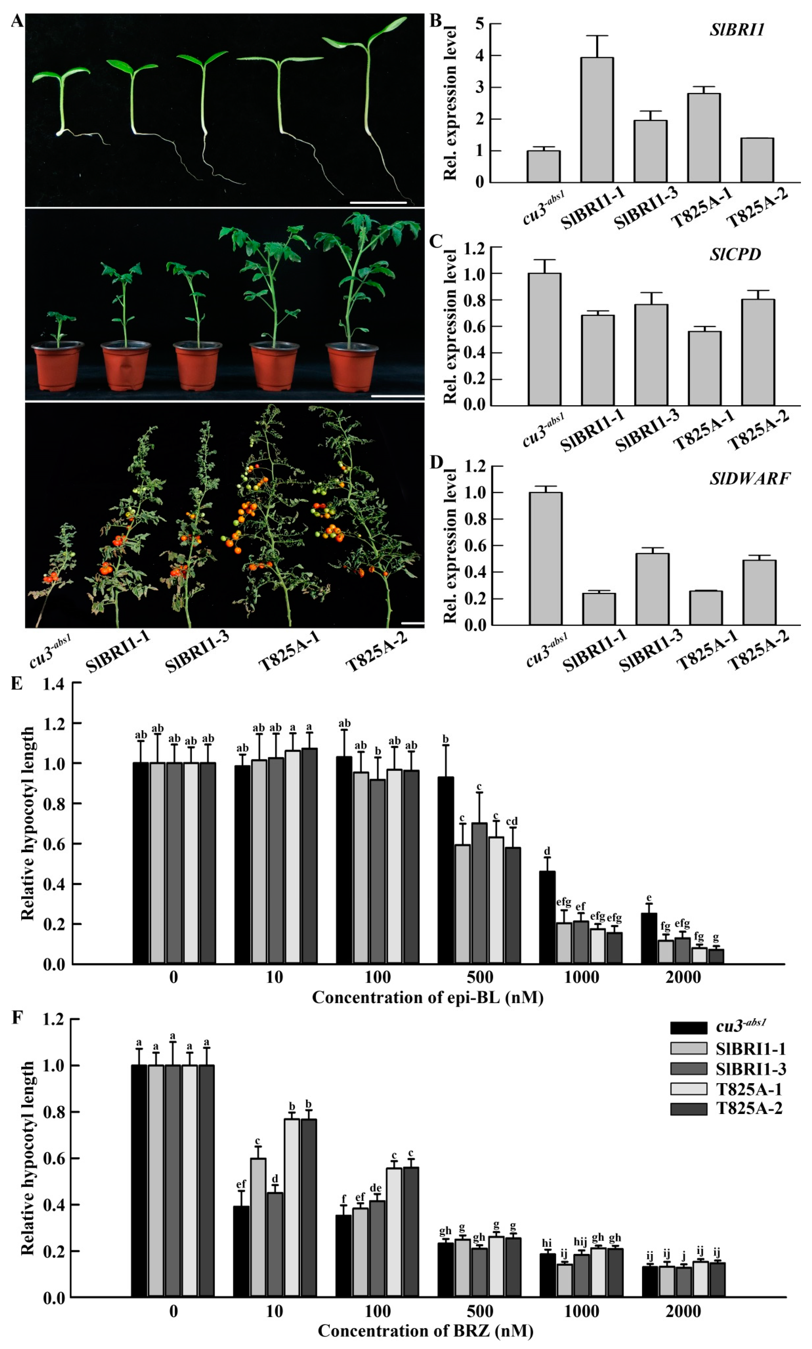 Ijms 22 07673 g002 Ijms 22 07673 g002