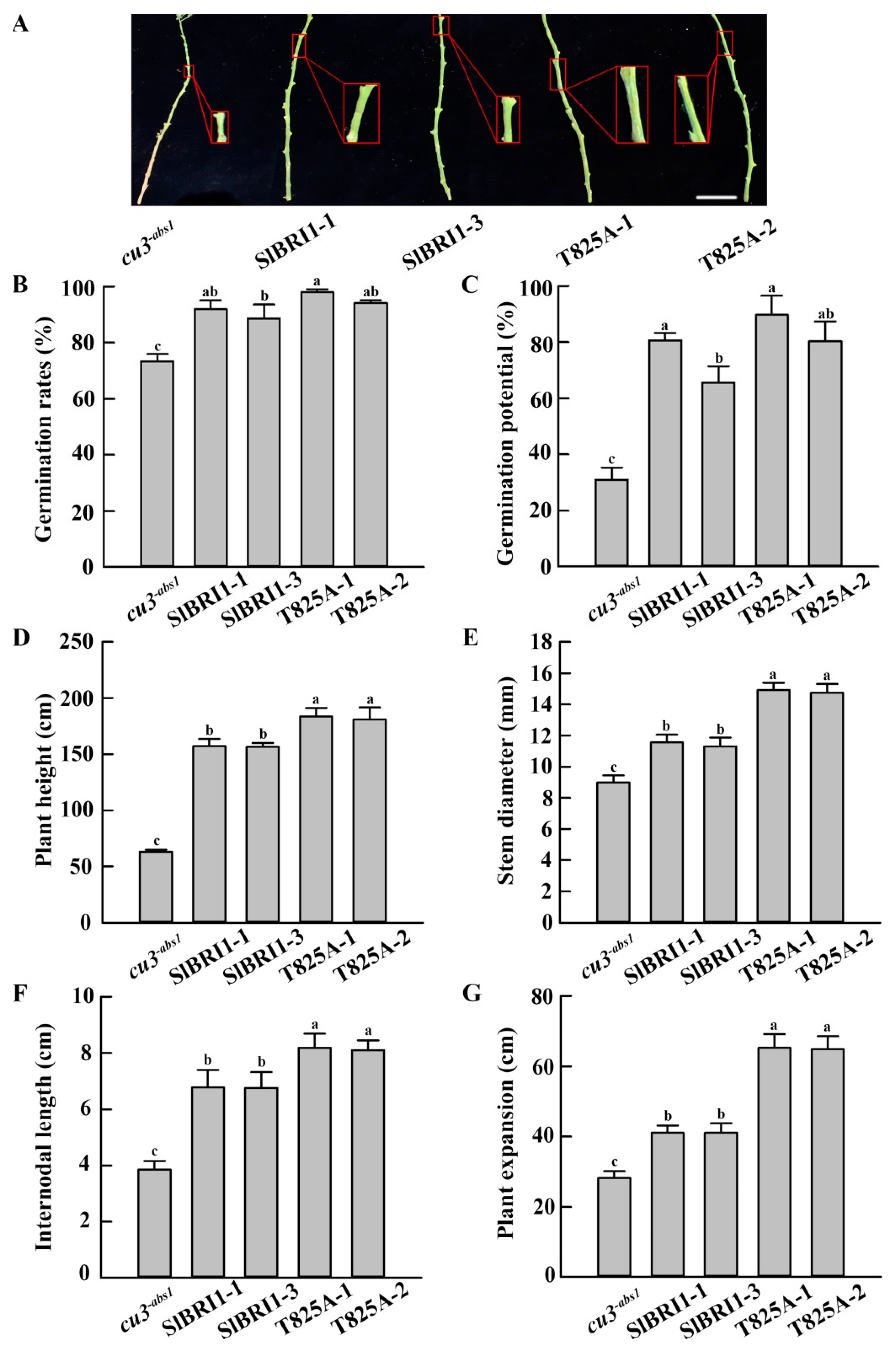Ijms 22 07673 g003 Ijms 22 07673 g003