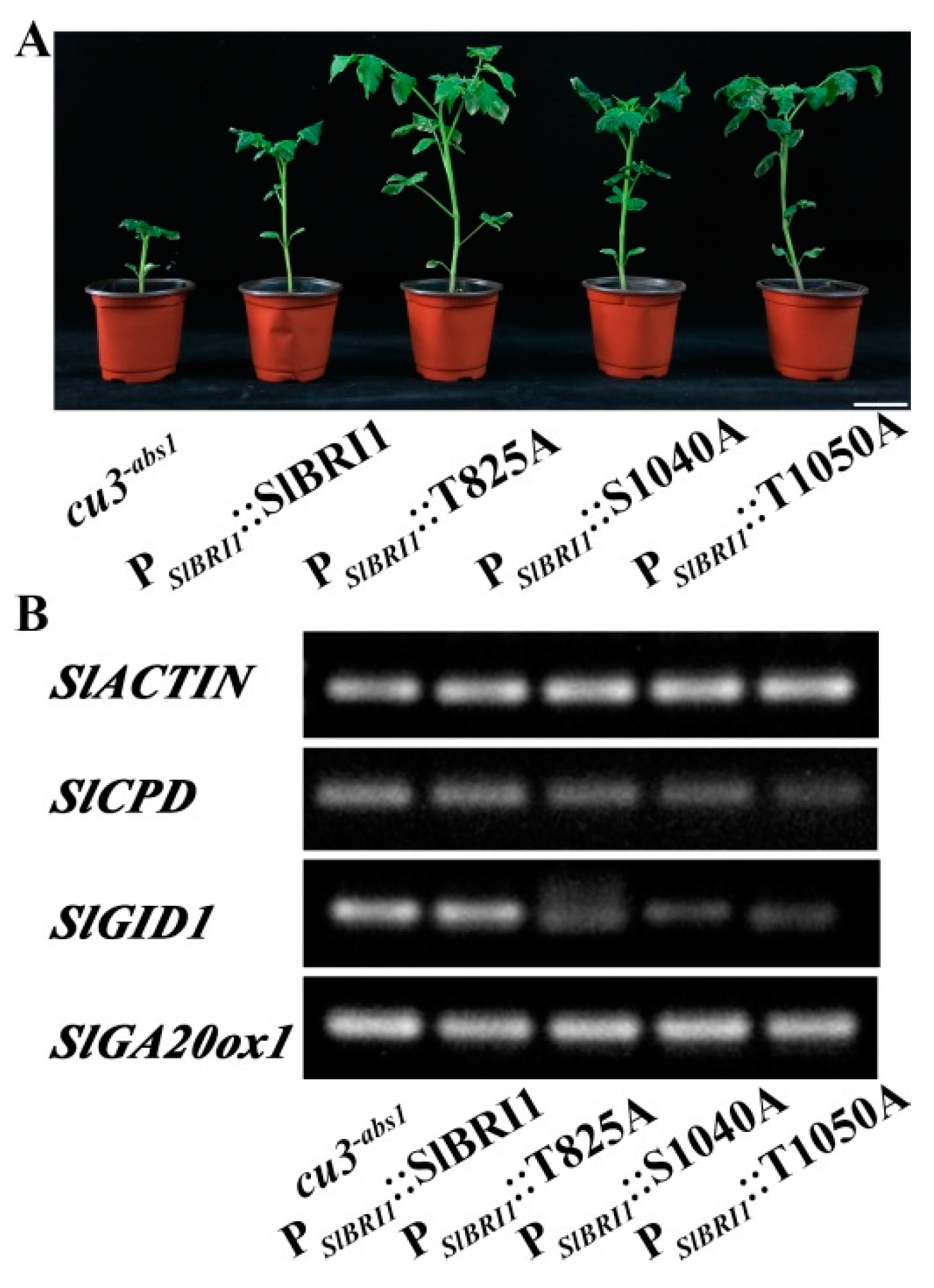 Ijms 22 07673 g007 Ijms 22 07673 g007