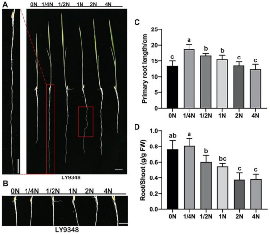 Ijms Free Full Text Integrative Transcriptomic And Proteomic Analysis Reveals An Alternative Molecular Network Of Glutamine Synthetase 2 Corresponding To Nitrogen Deficiency In Rice Oryza Sativa L Html