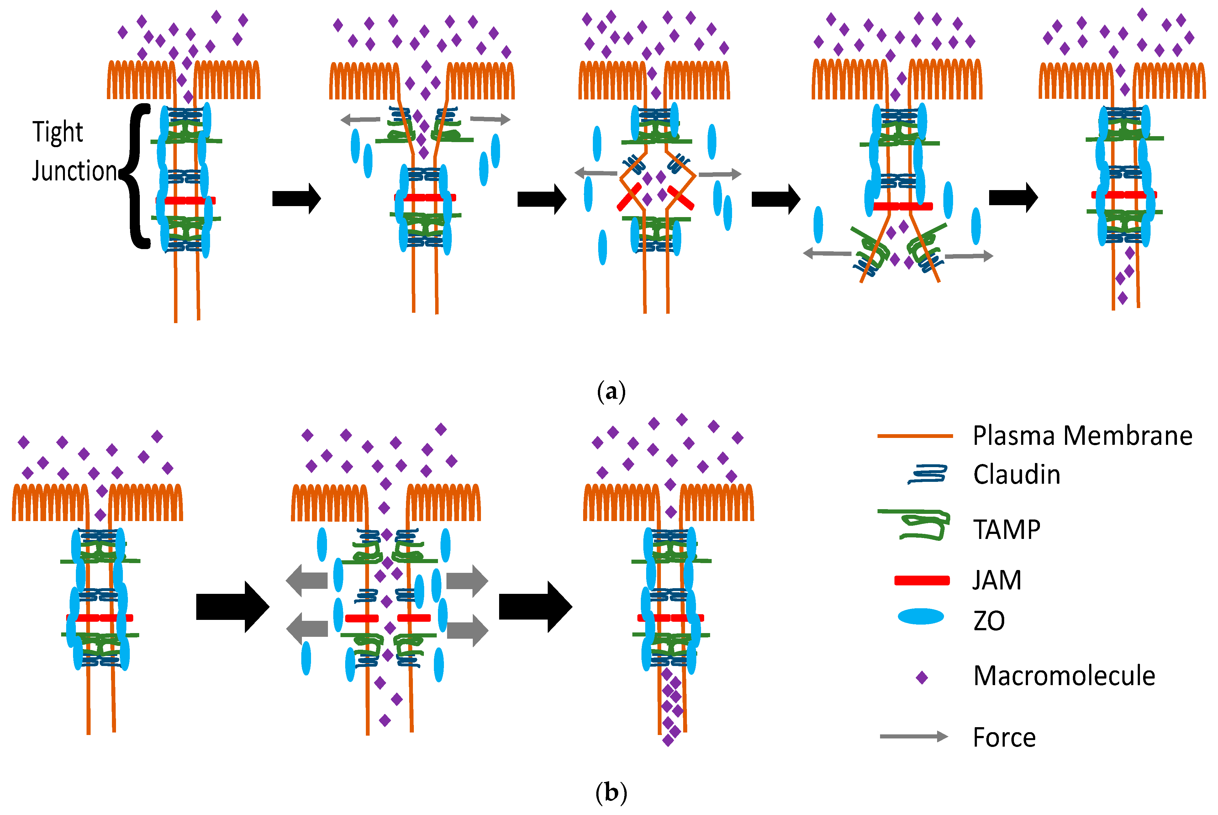 Ijms 22 07677 g002 Ijms 22 07677 g002