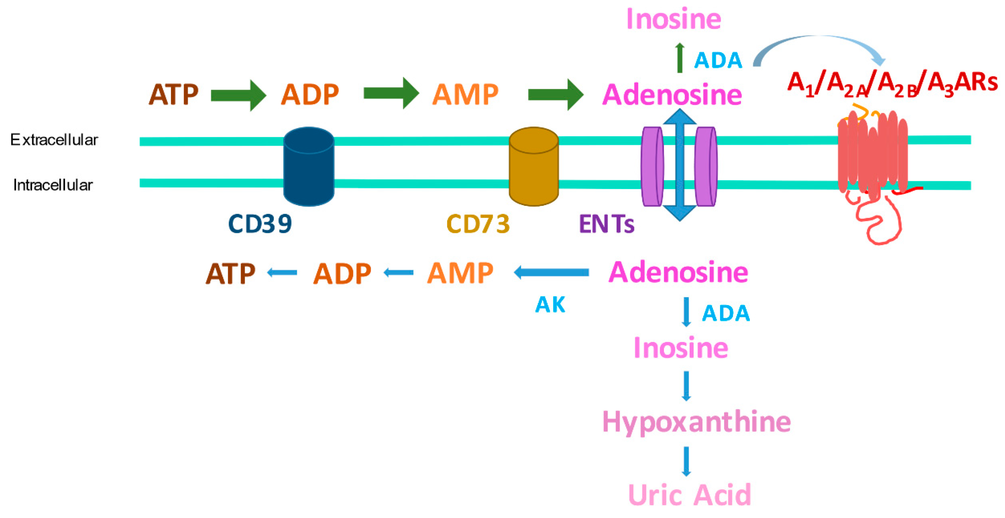 Adenosine for skin