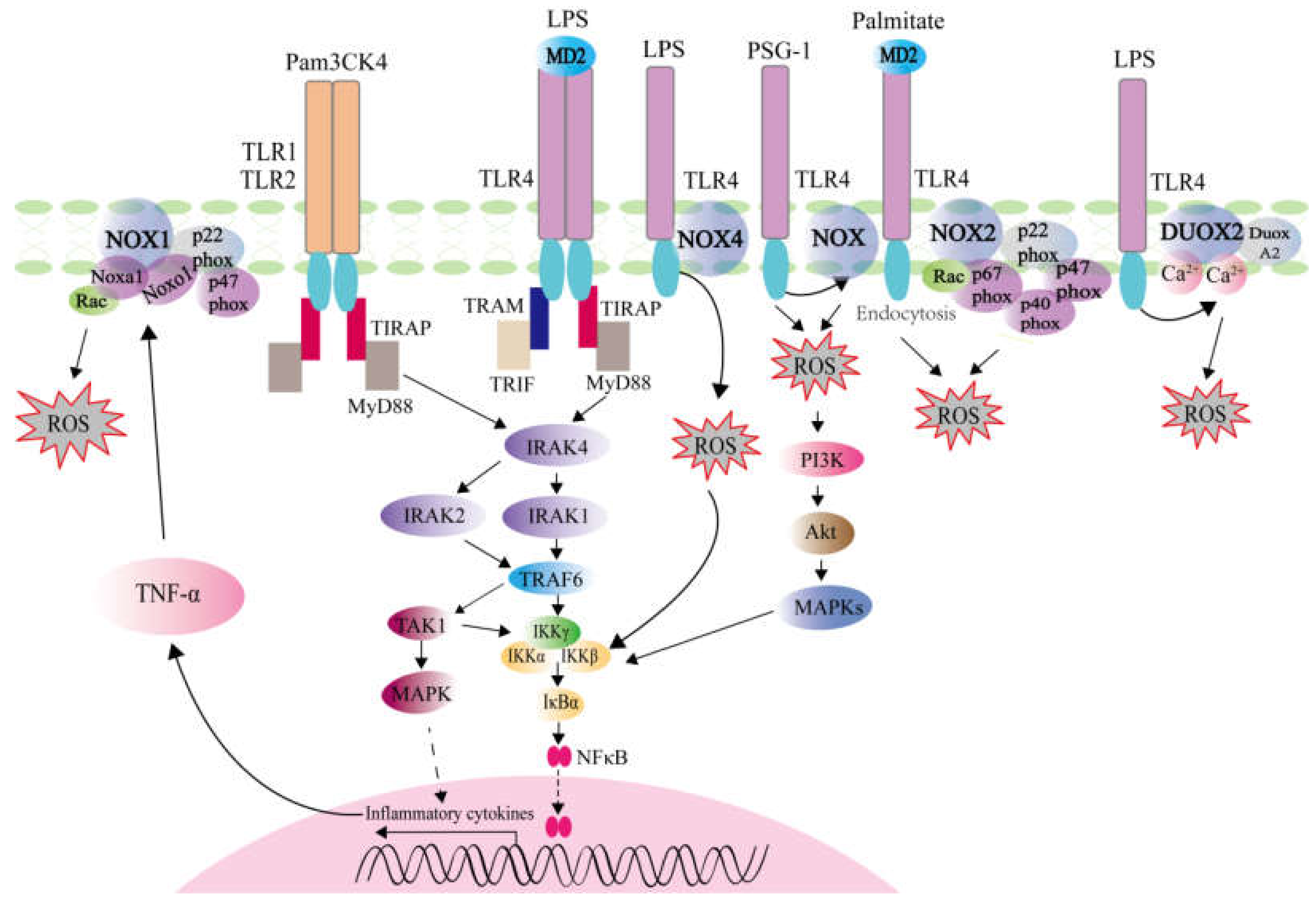 IJMS | Free Full-Text | Roles of PRR-Mediated Signaling Pathways 